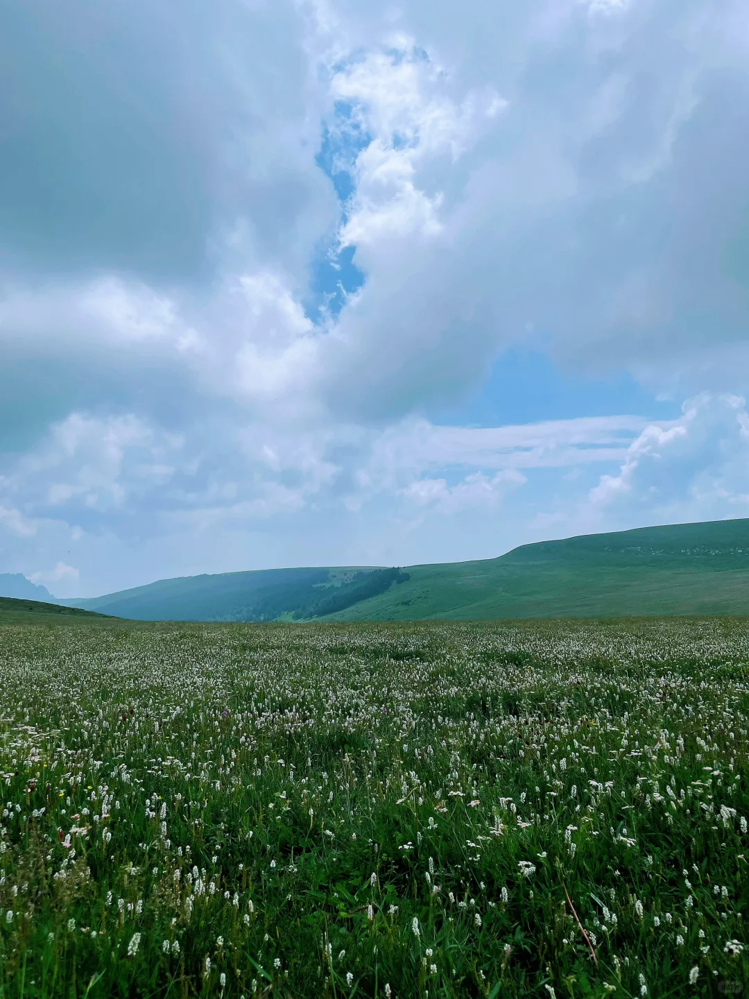 荷叶坪 森林的海