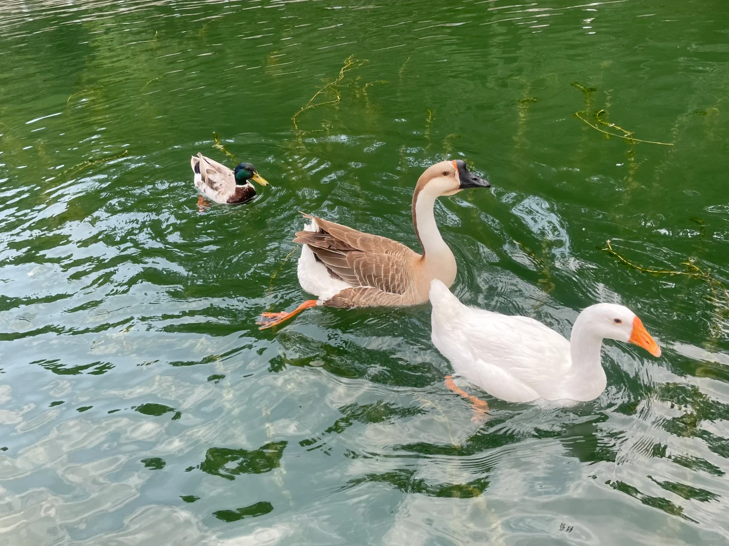 石家庄遛娃丨今天我们走水路💦小森林的河道