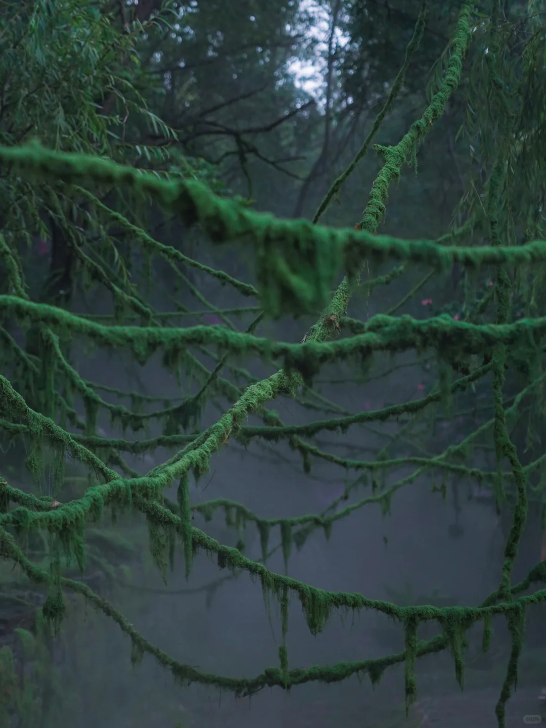 山东曾经的省会对面有森林仙境🍃暑假新去处