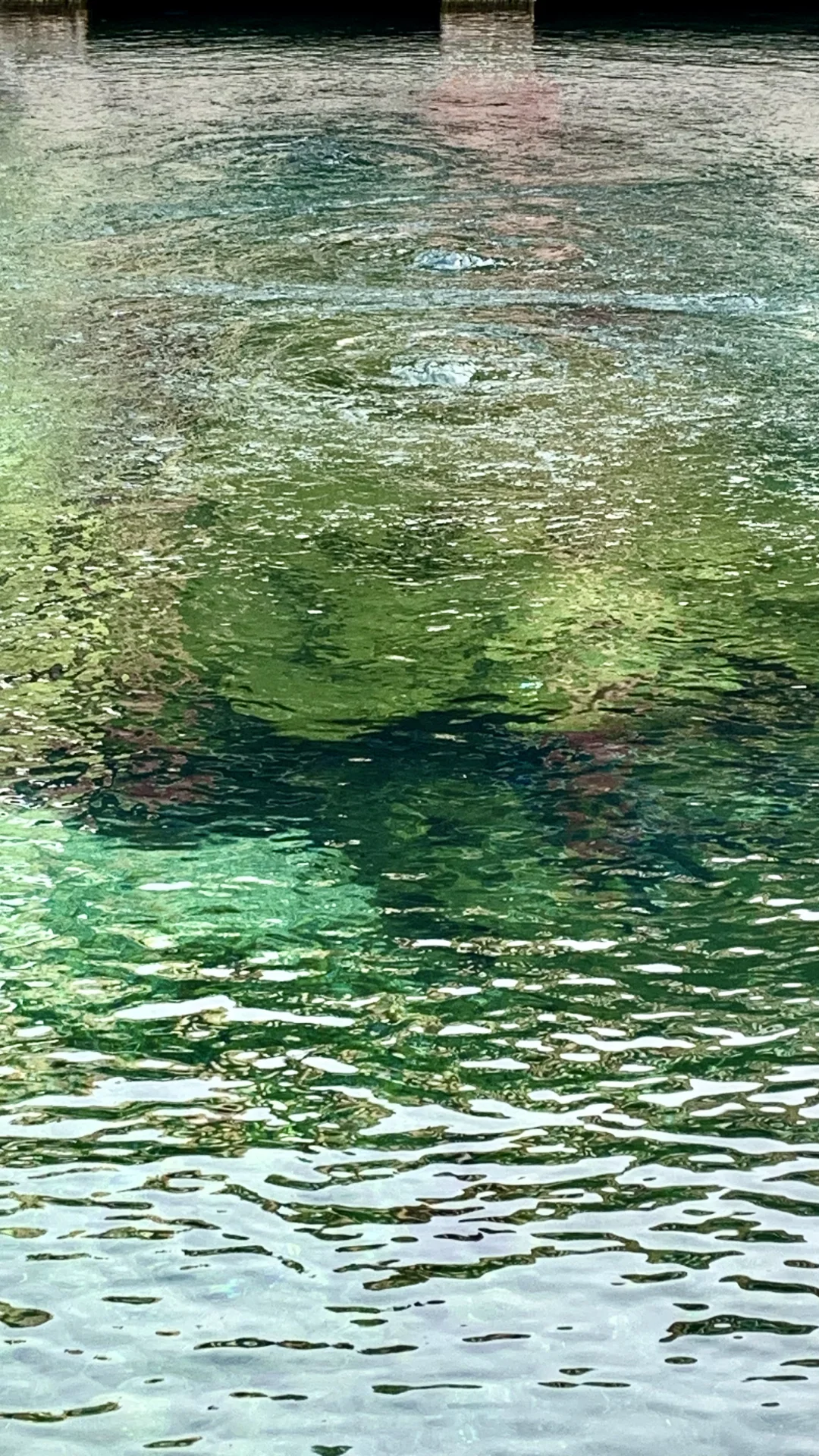 总得来趟老舍笔下的济南