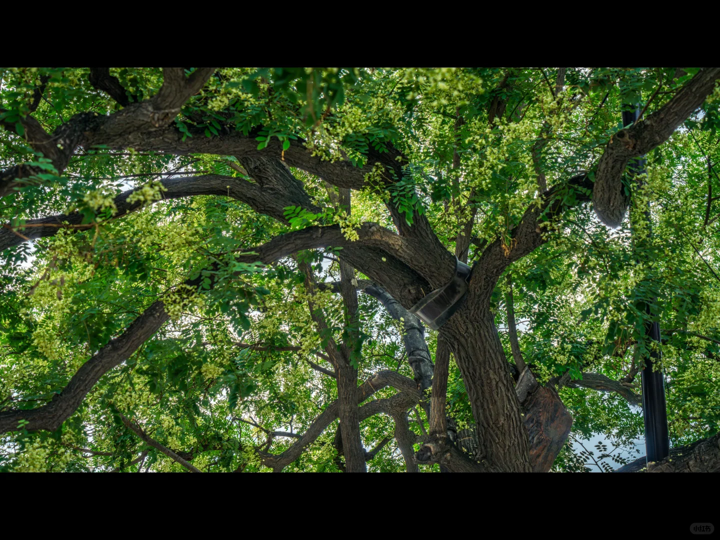 500岁的槐树一开花，邯郸丛台瞬间封神🌳