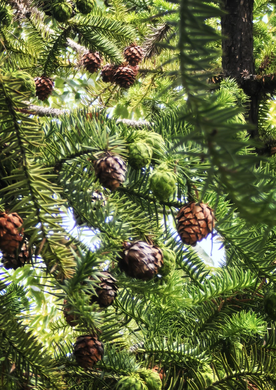玩儿在青岛--崂山景区