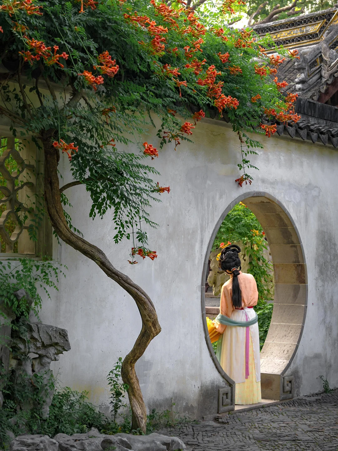 被苏州这极致的中式传统凌霄花美学❗️惊到了