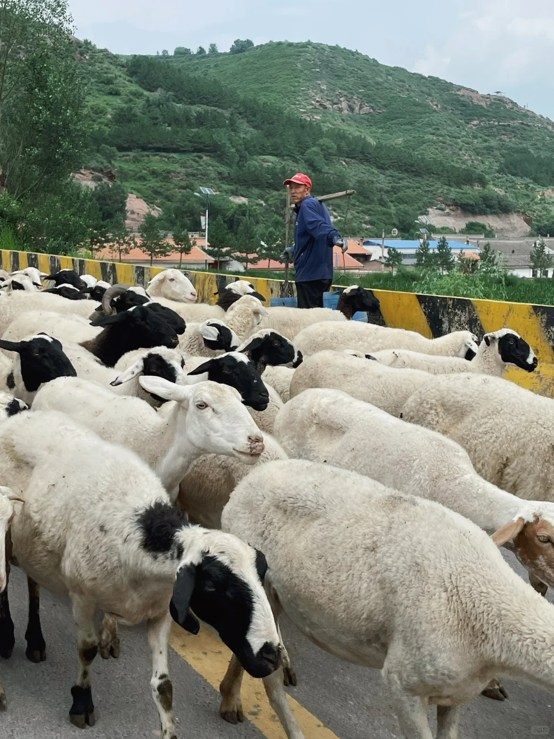 荷叶坪 森林的海