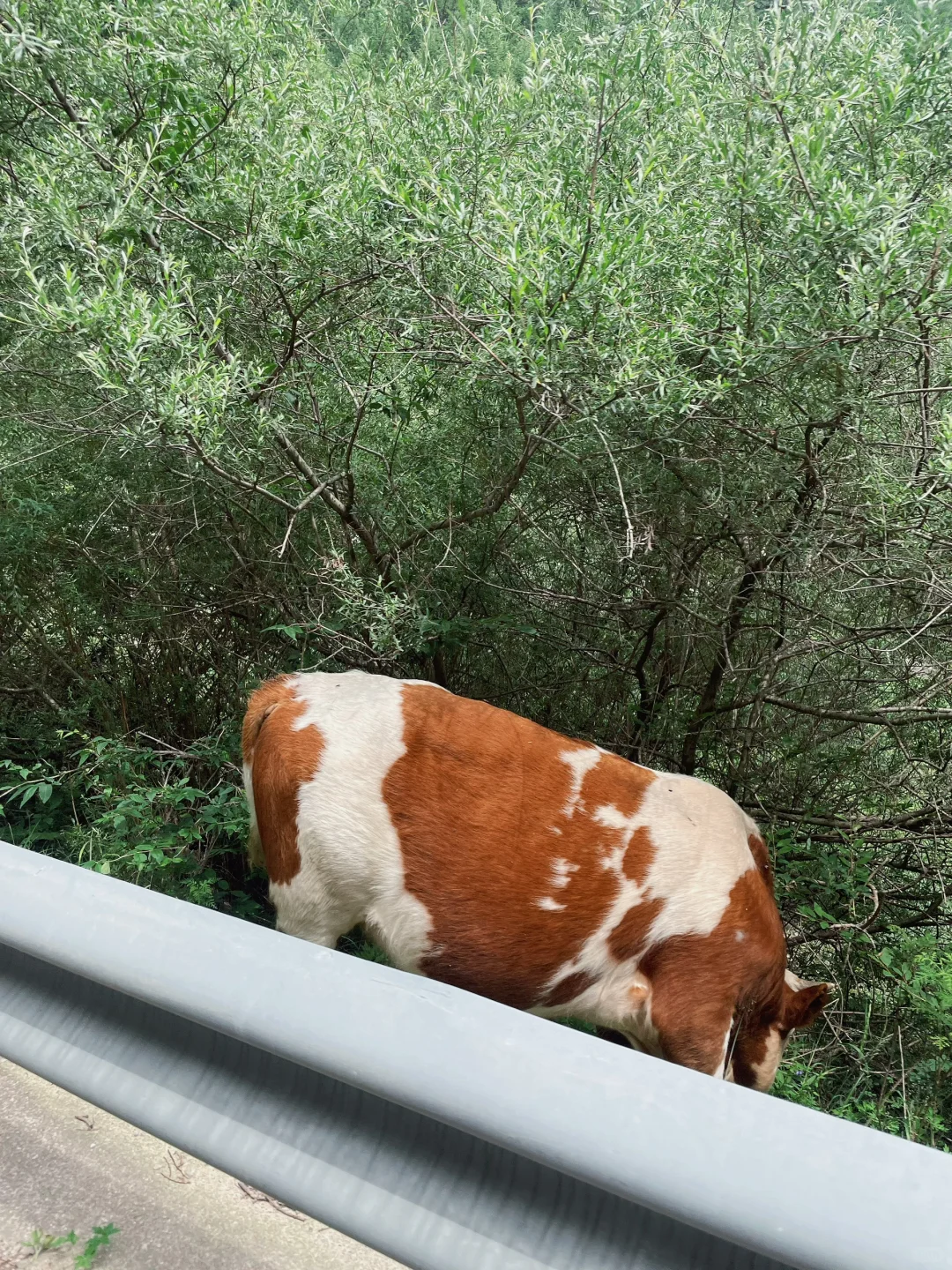 荷叶坪 森林的海
