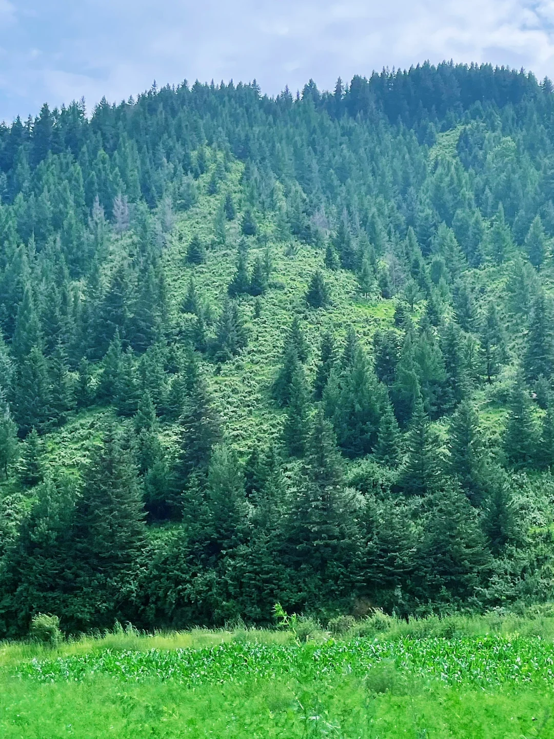 荷叶坪 森林的海