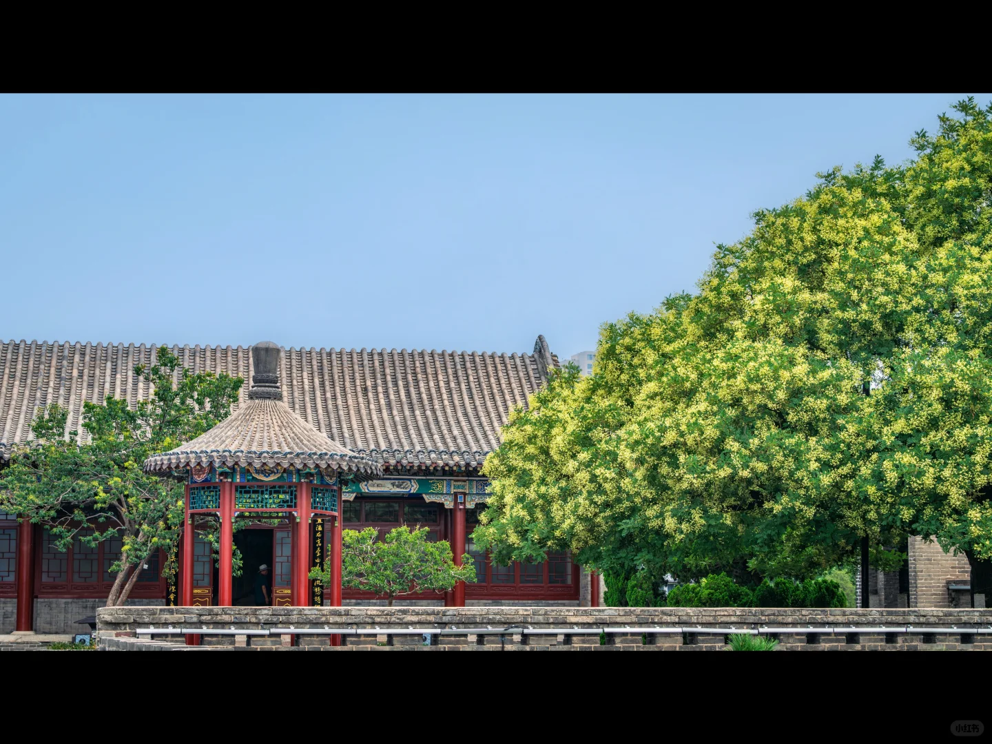 500岁的槐树一开花，邯郸丛台瞬间封神🌳