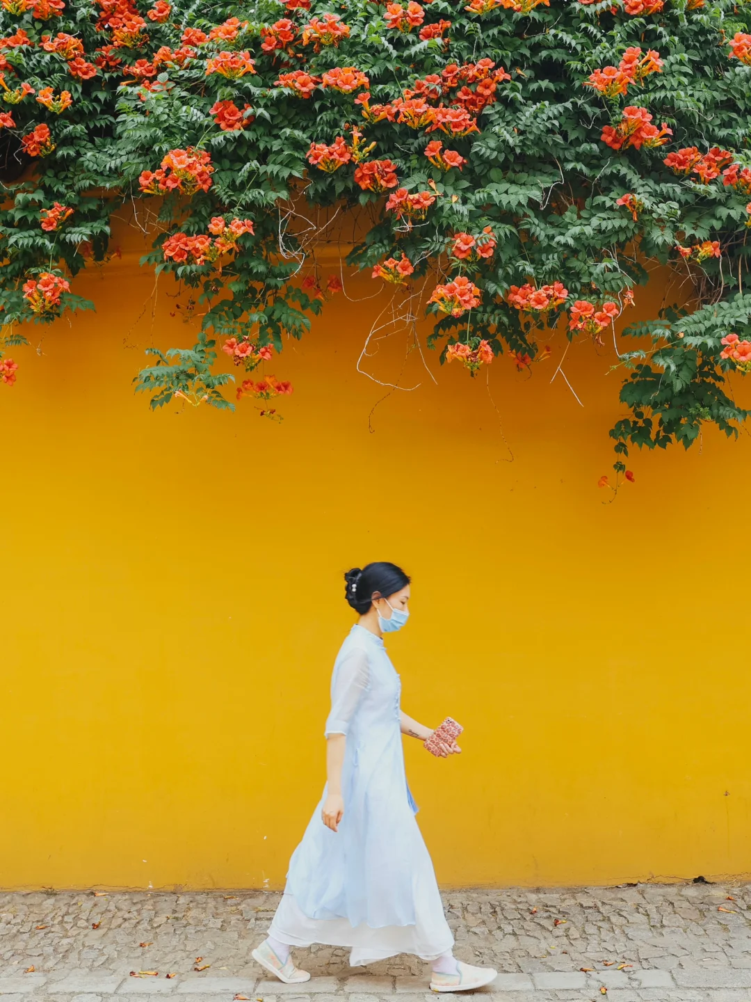 被苏州这极致的中式传统凌霄花美学❗️惊到了