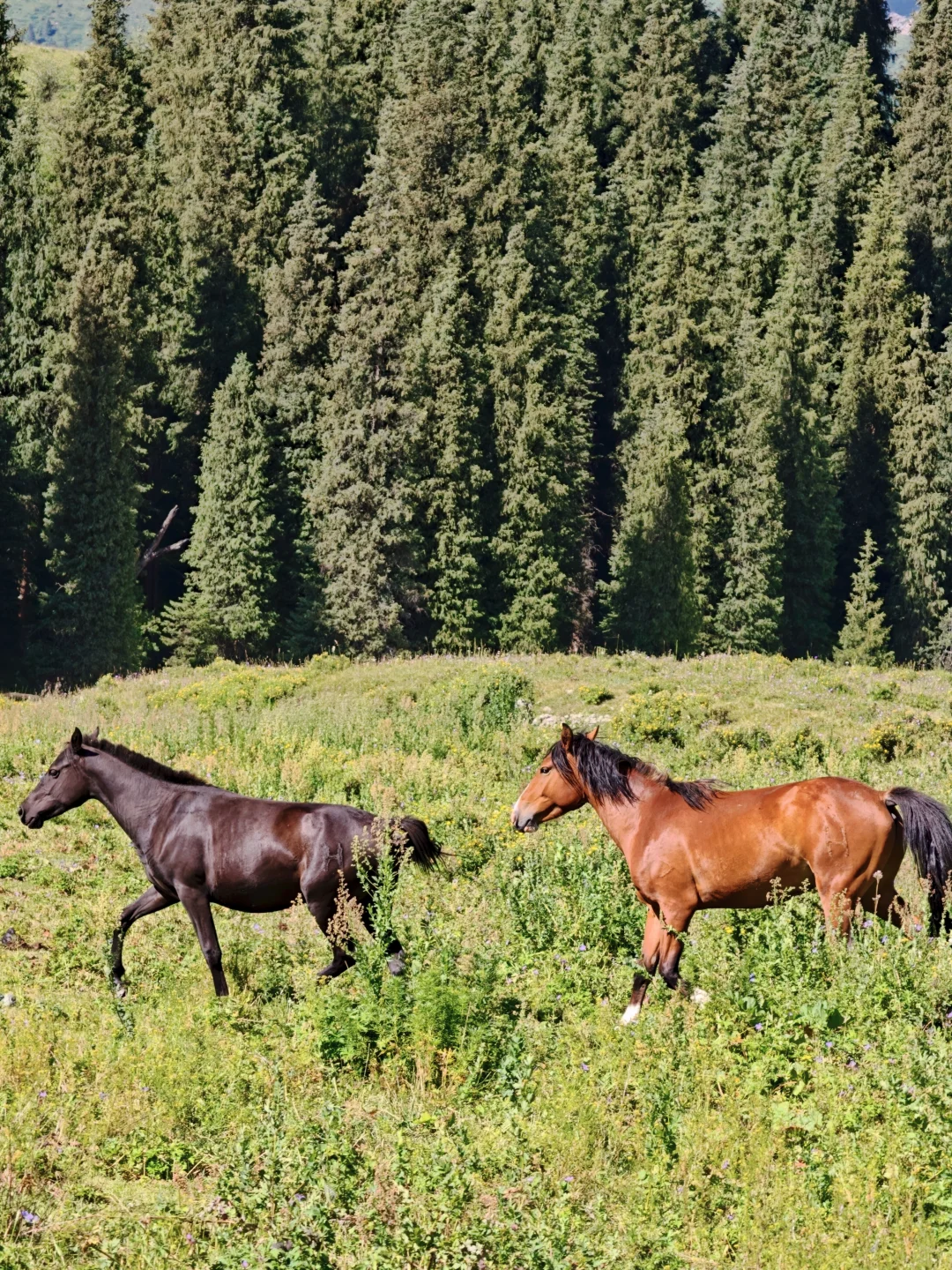 7月的新疆，一定会刷新你对夏天的想象！
