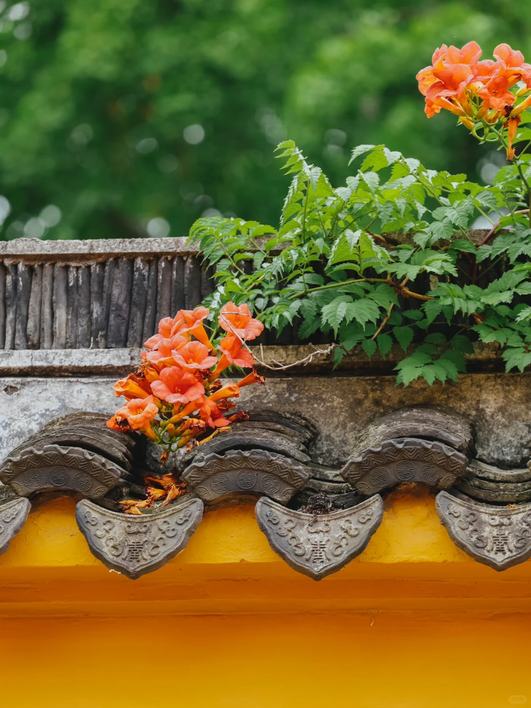 被苏州这极致的中式传统凌霄花美学❗️惊到了