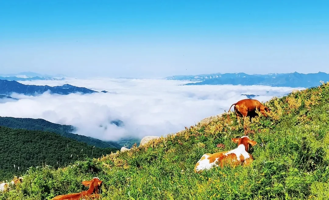 南北驼梁——看最美金莲花