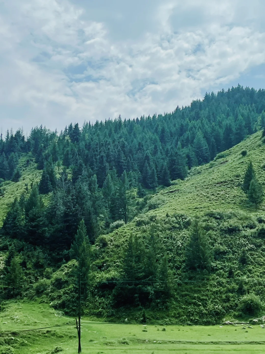 荷叶坪 森林的海