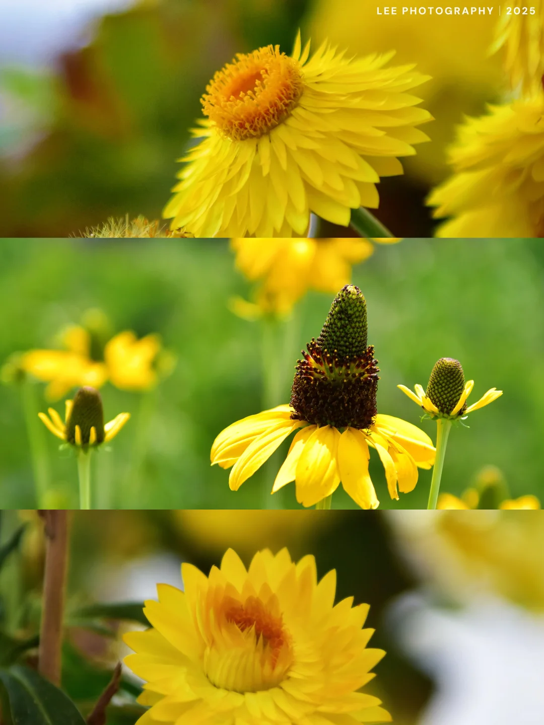 💐莫奈花园秘境，绿野仙踪｜泰安打卡