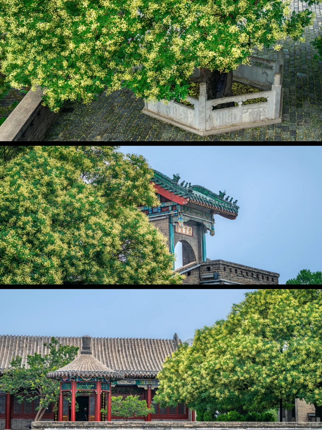 500岁的槐树一开花，邯郸丛台瞬间封神🌳