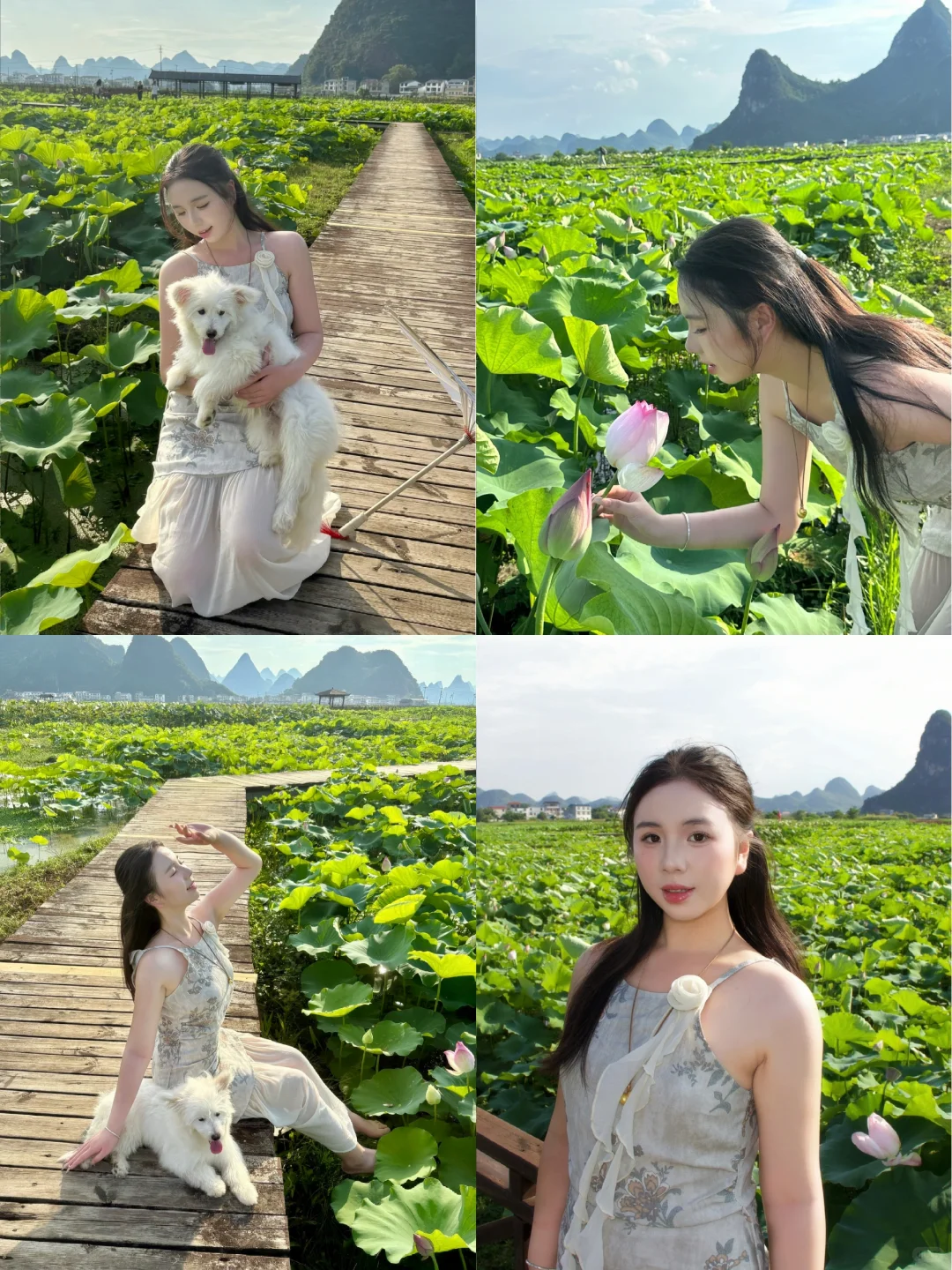 在柳州❗️带我的狗狗去百朋看荷花🪷