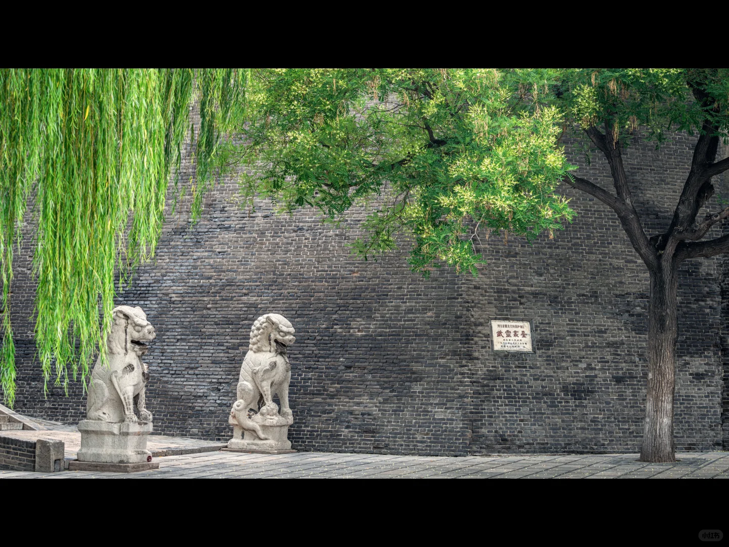 500岁的槐树一开花，邯郸丛台瞬间封神🌳