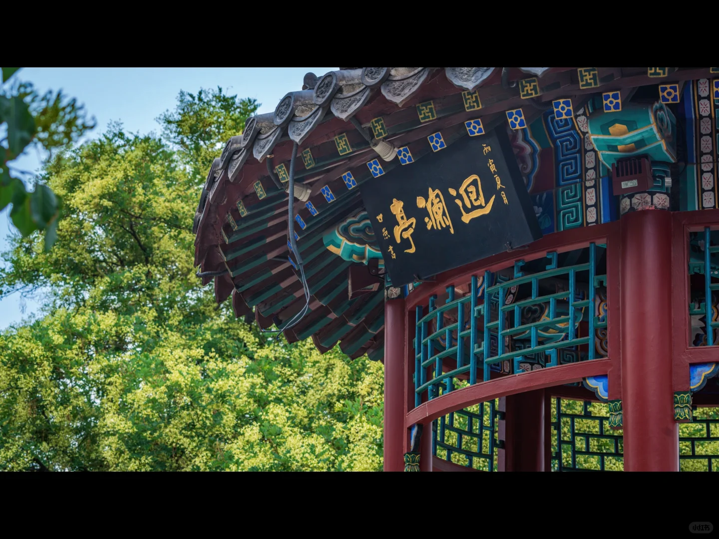 500岁的槐树一开花，邯郸丛台瞬间封神🌳