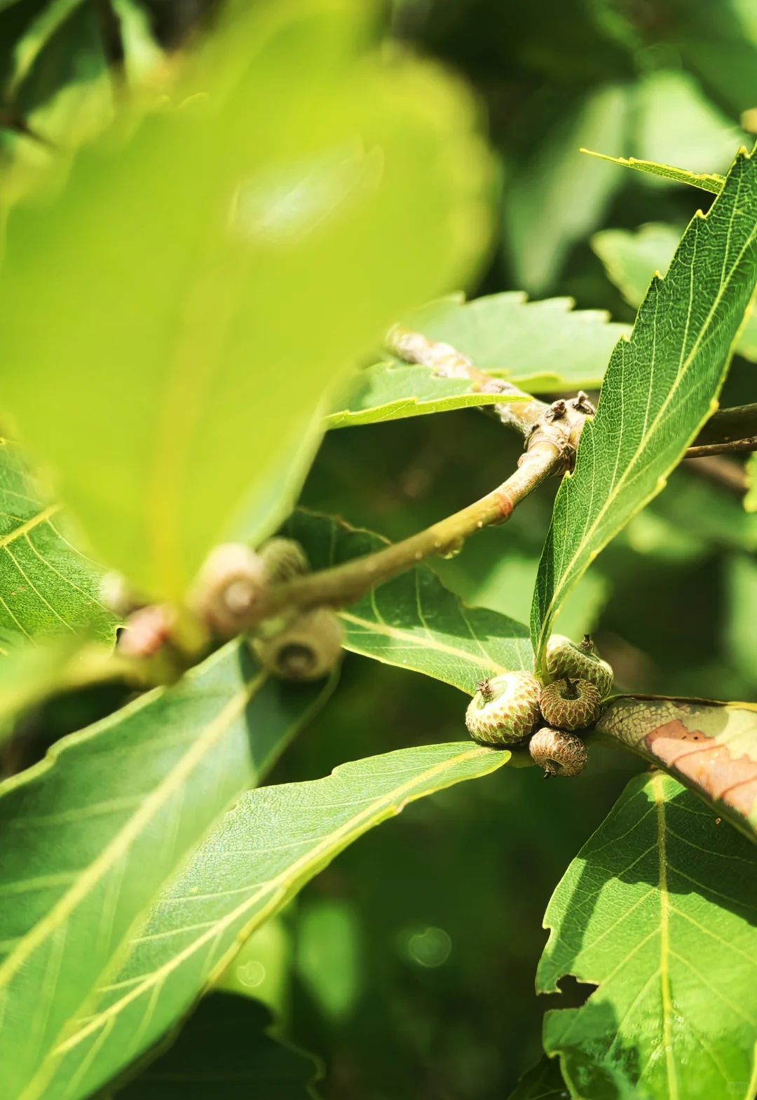 玩儿在青岛--崂山景区