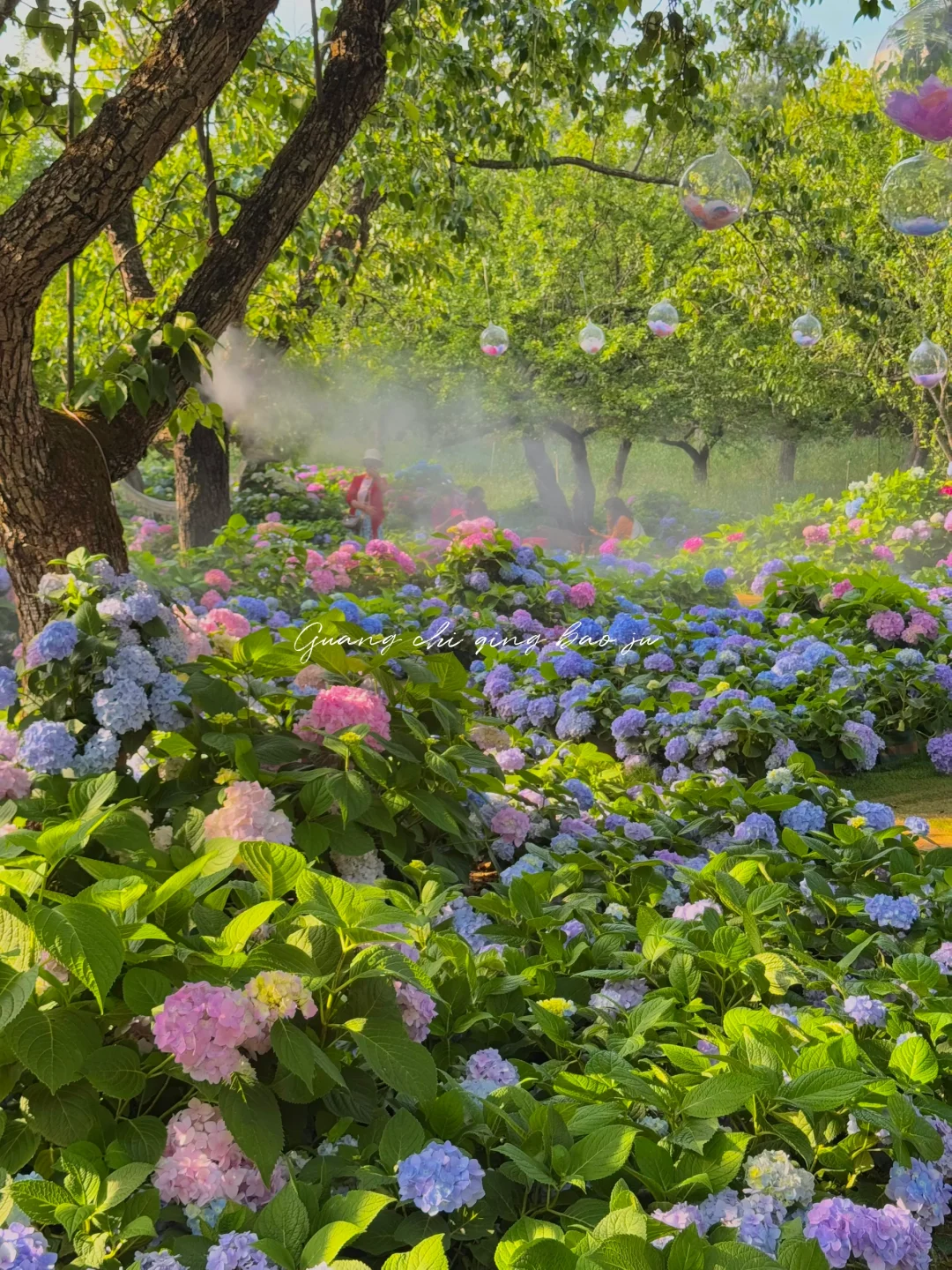 昆明花海🪻这片爱丽丝仙境太美啦！