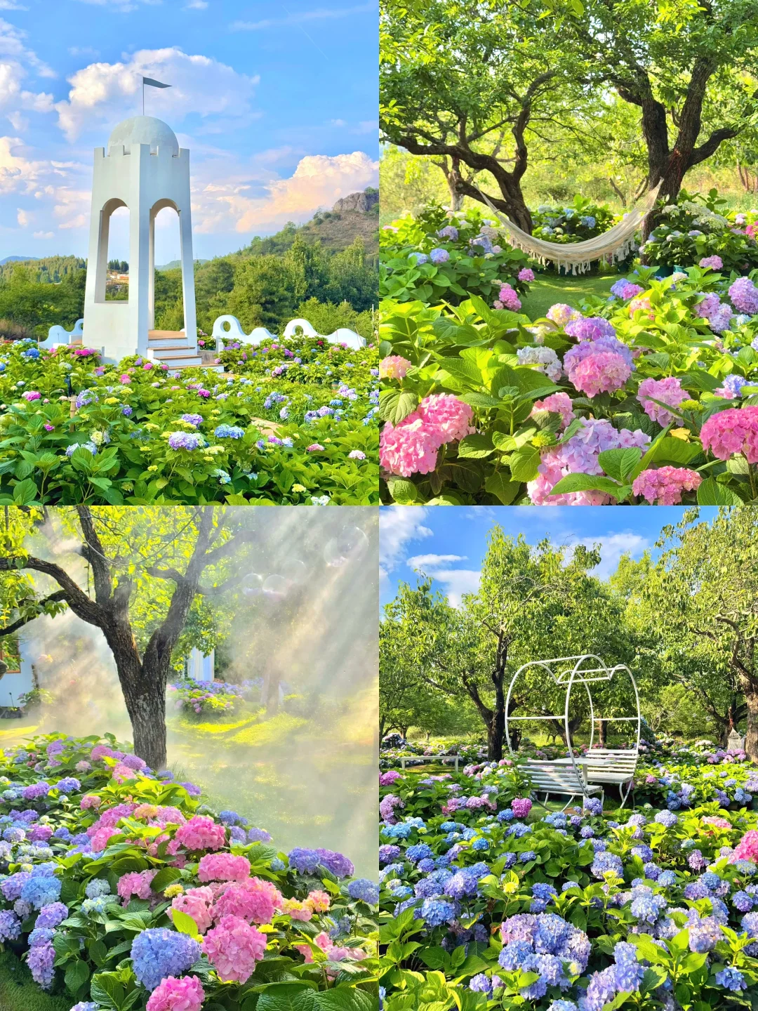 昆明花海🪻这片爱丽丝仙境太美啦！