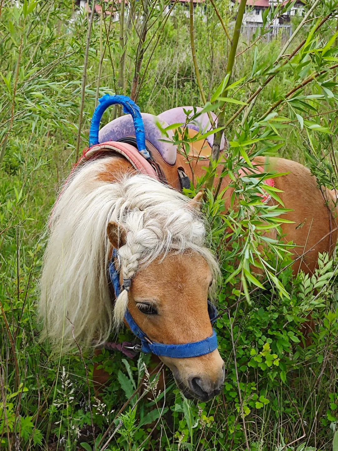 河北自己的阿勒泰⛰️张家口！山野木屋好city
