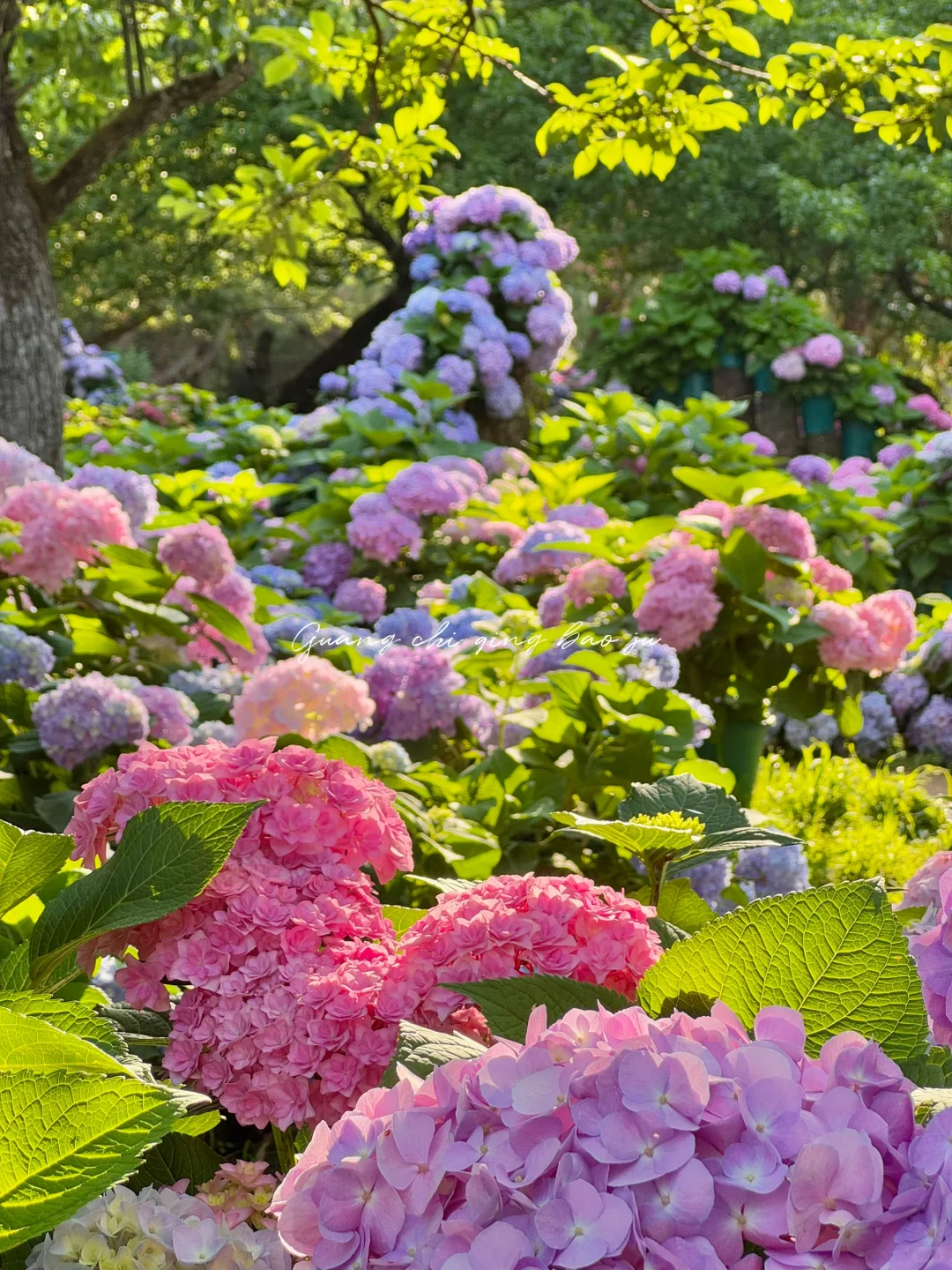 昆明花海🪻这片爱丽丝仙境太美啦！