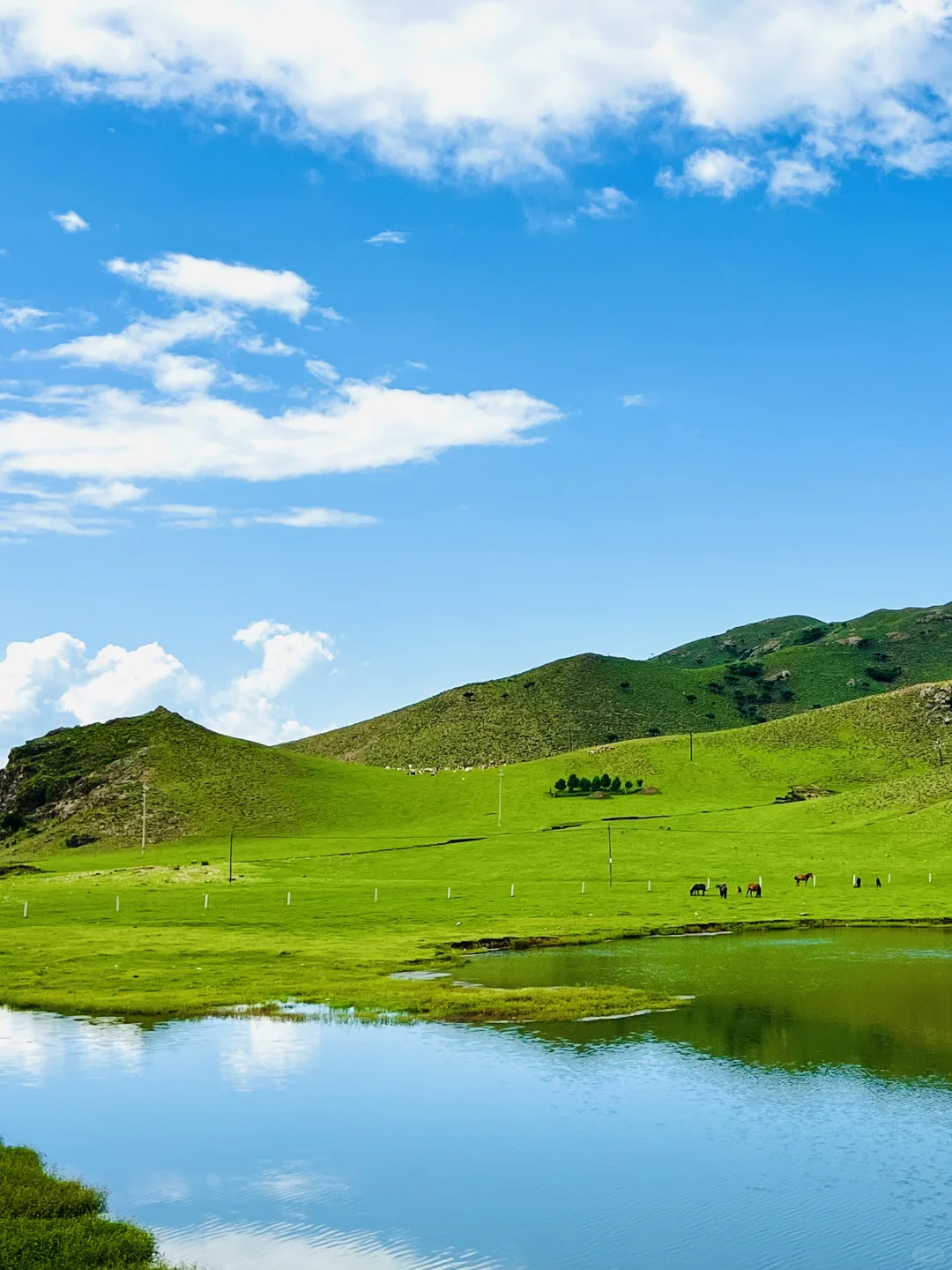 这样的草原谁不爱呢🐎离辽宁很近的草原