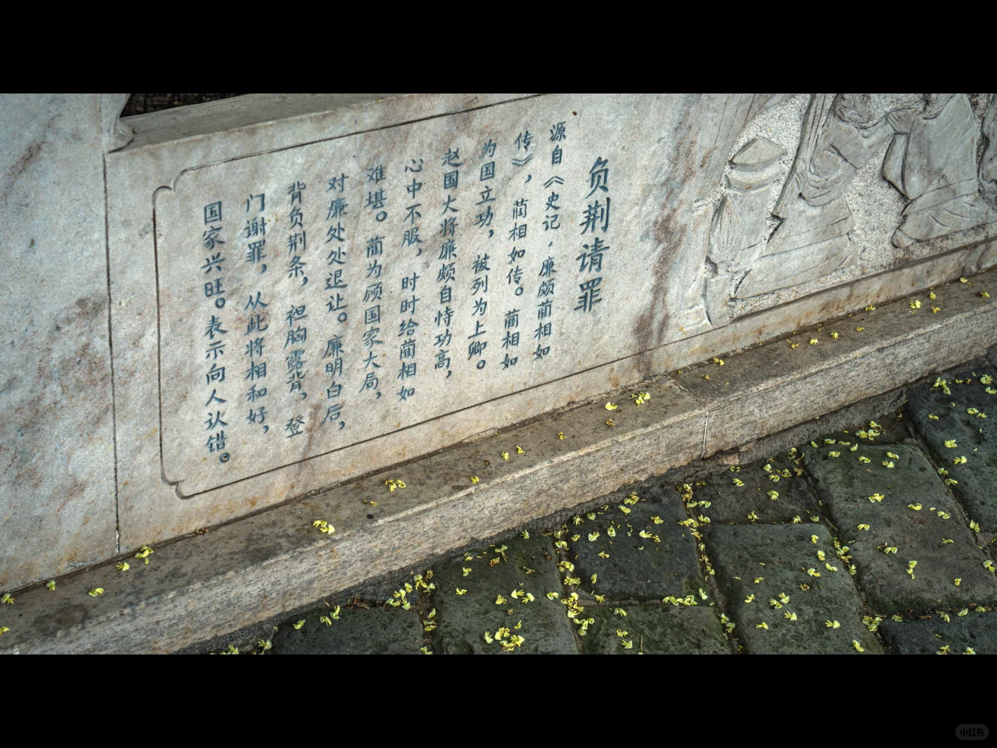 500岁的槐树一开花，邯郸丛台瞬间封神🌳