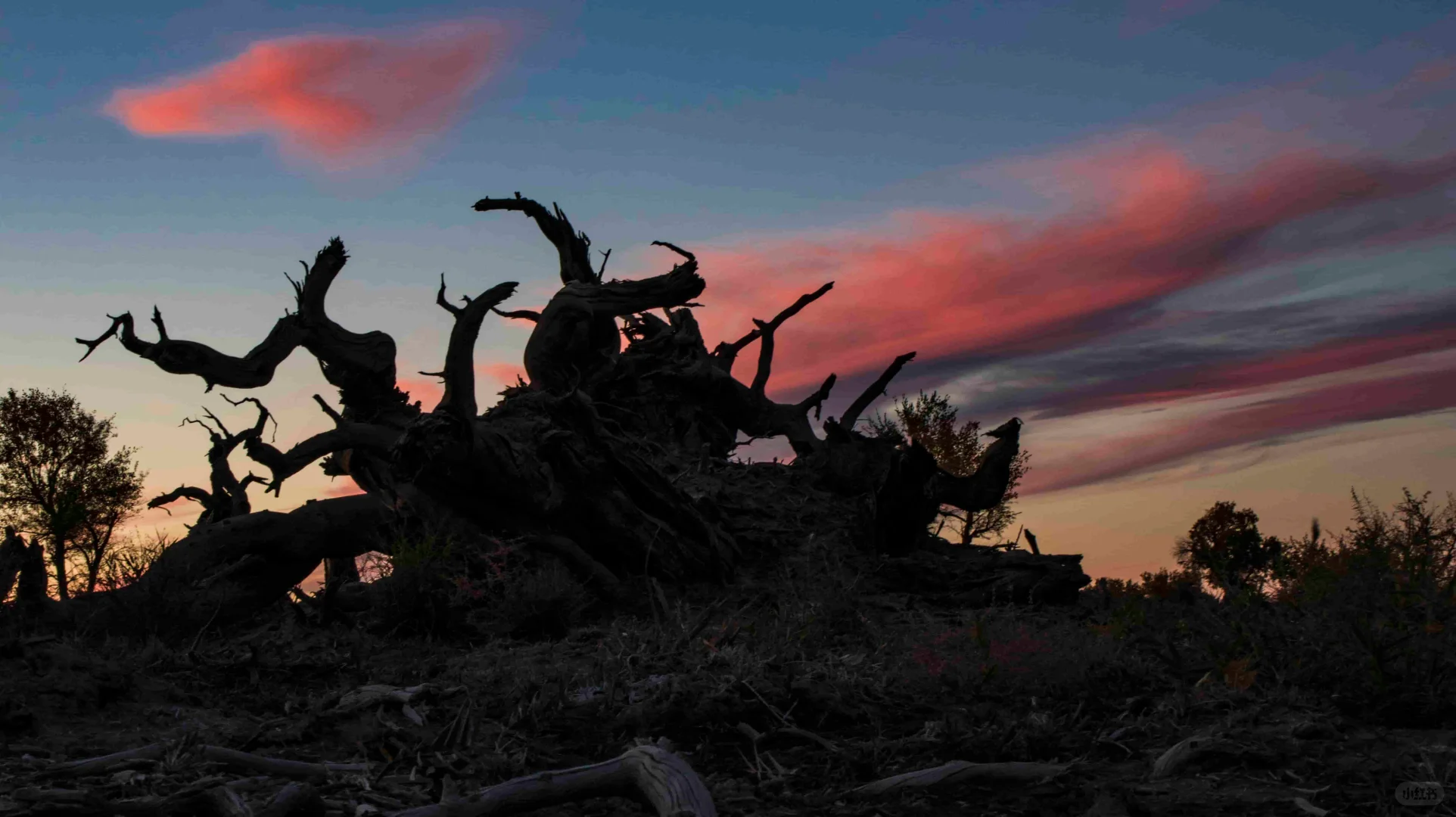 新疆第一站！哈密伊吾胡杨 + 市区一日游
