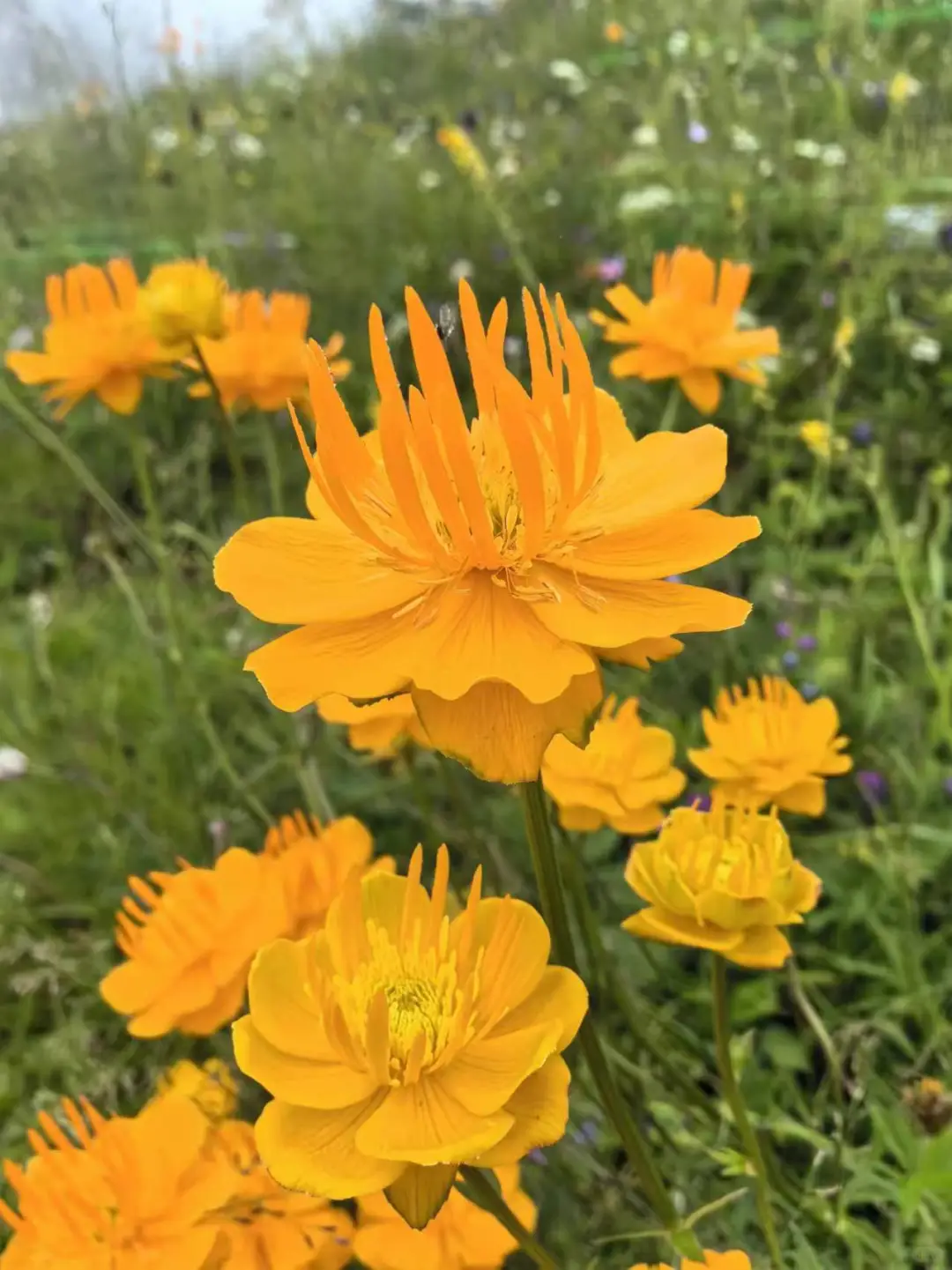 南北驼梁——看最美金莲花