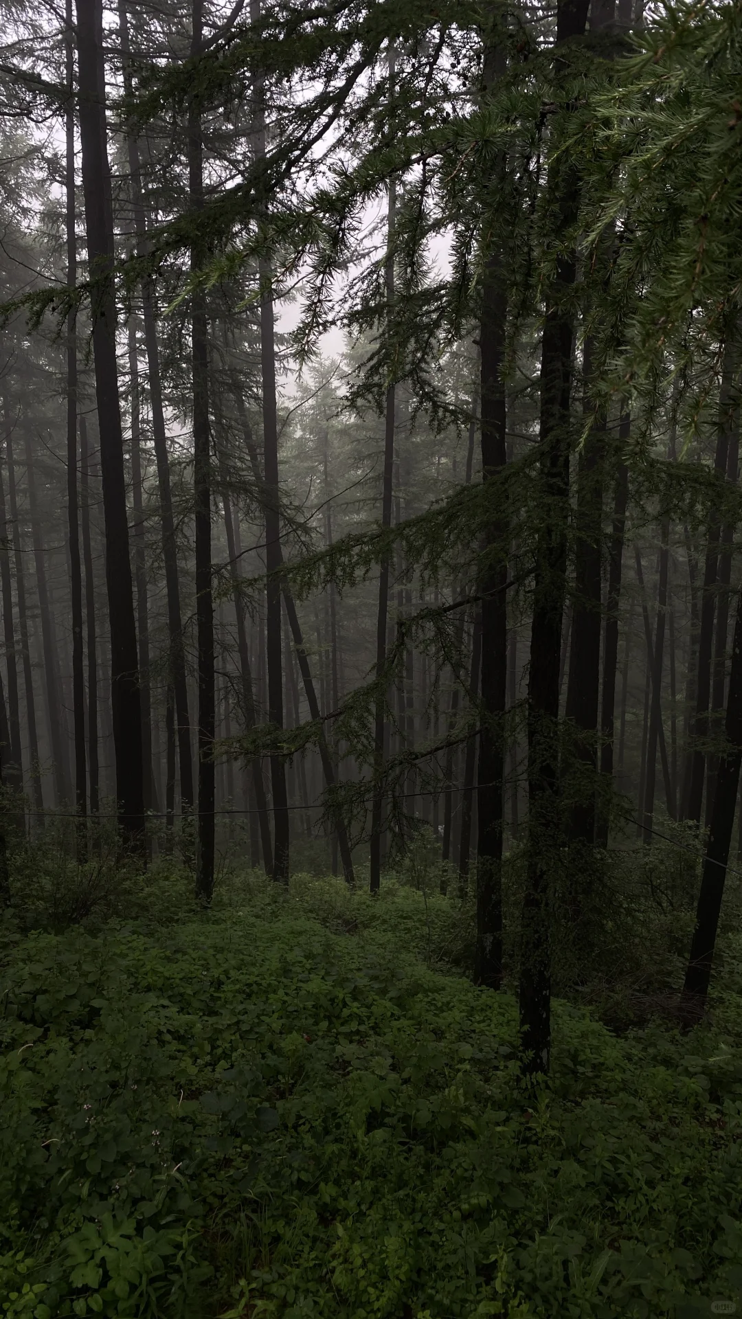 驼梁山风景区⛰太凉快了️
