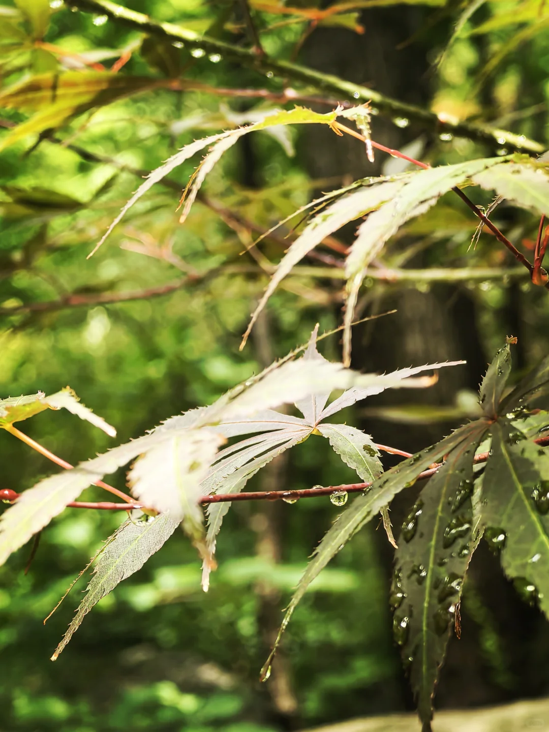 玩儿在青岛--崂山景区