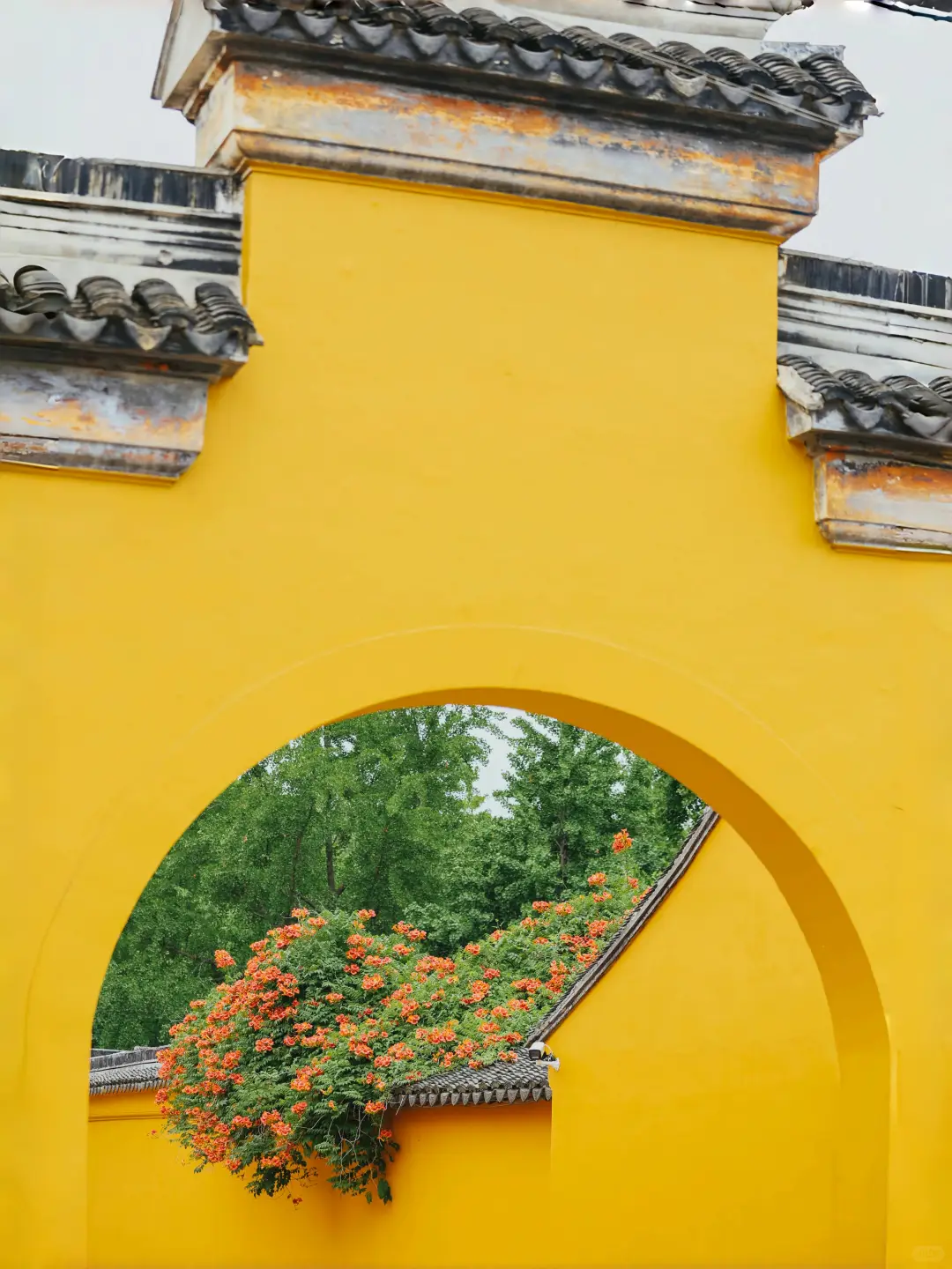 被苏州这极致的中式传统凌霄花美学❗️惊到了