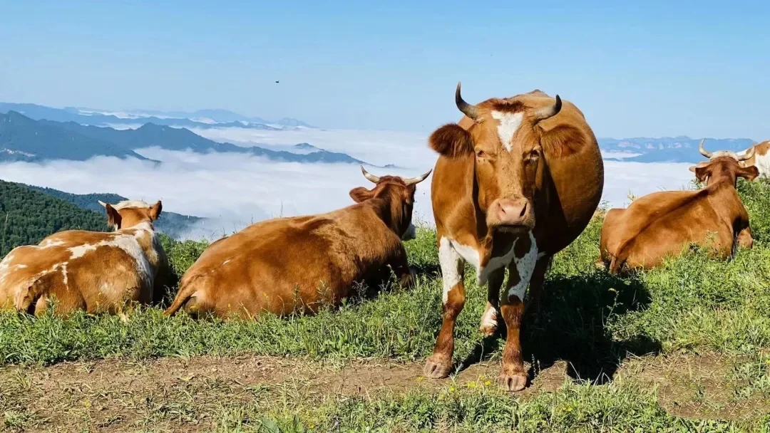 南北驼梁——看最美金莲花