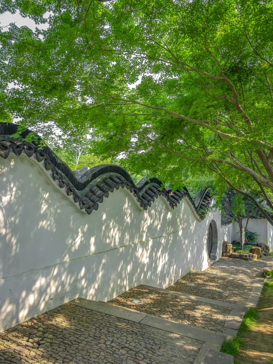 被苏州这极致的中式传统凌霄花美学❗️惊到了