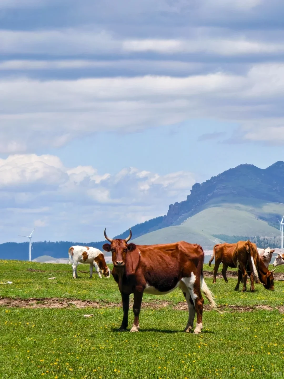 这里不是阿勒泰 是河北蔚县