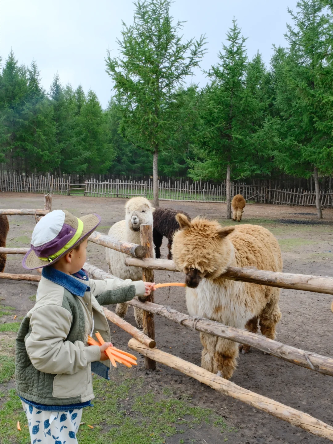 坝上草原 原来蕞美的风景居然都免费🆓
