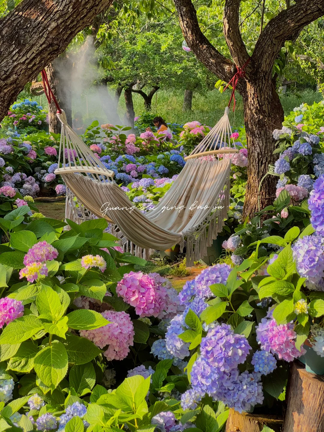 昆明花海🪻这片爱丽丝仙境太美啦！