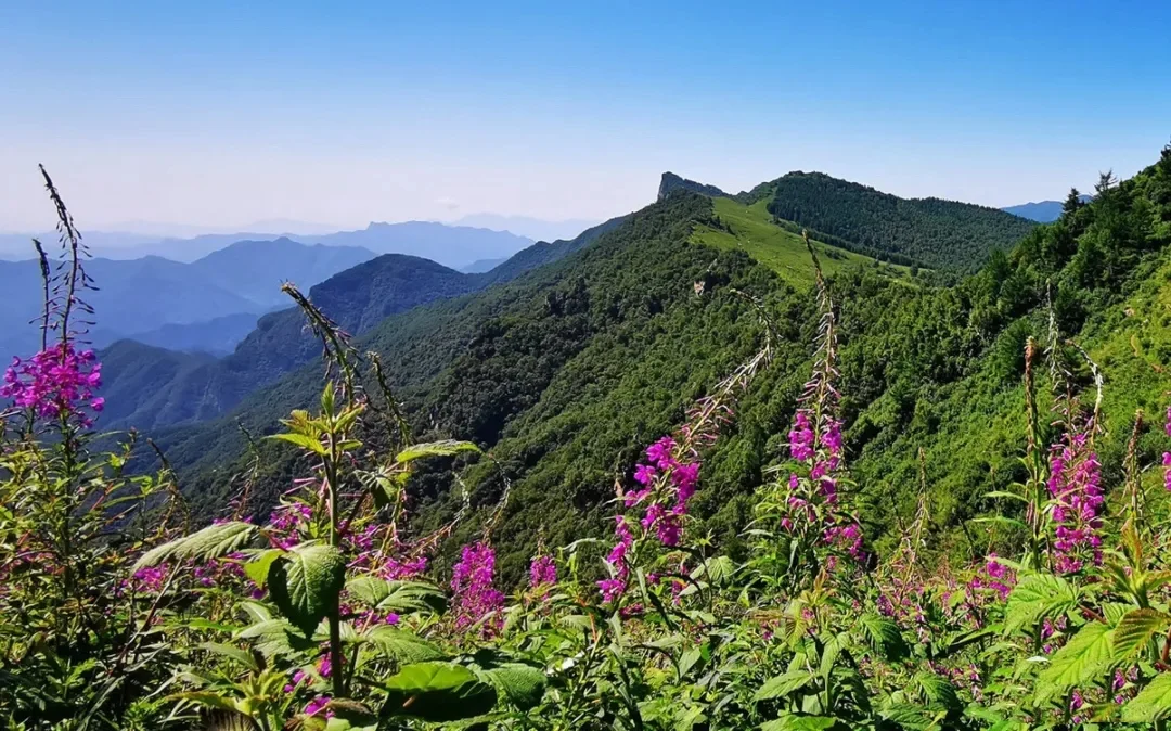 南北驼梁——看最美金莲花