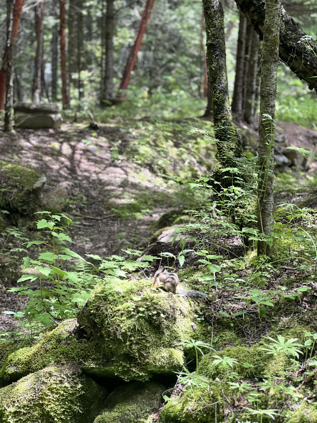 学习语文书第一课——五彩池