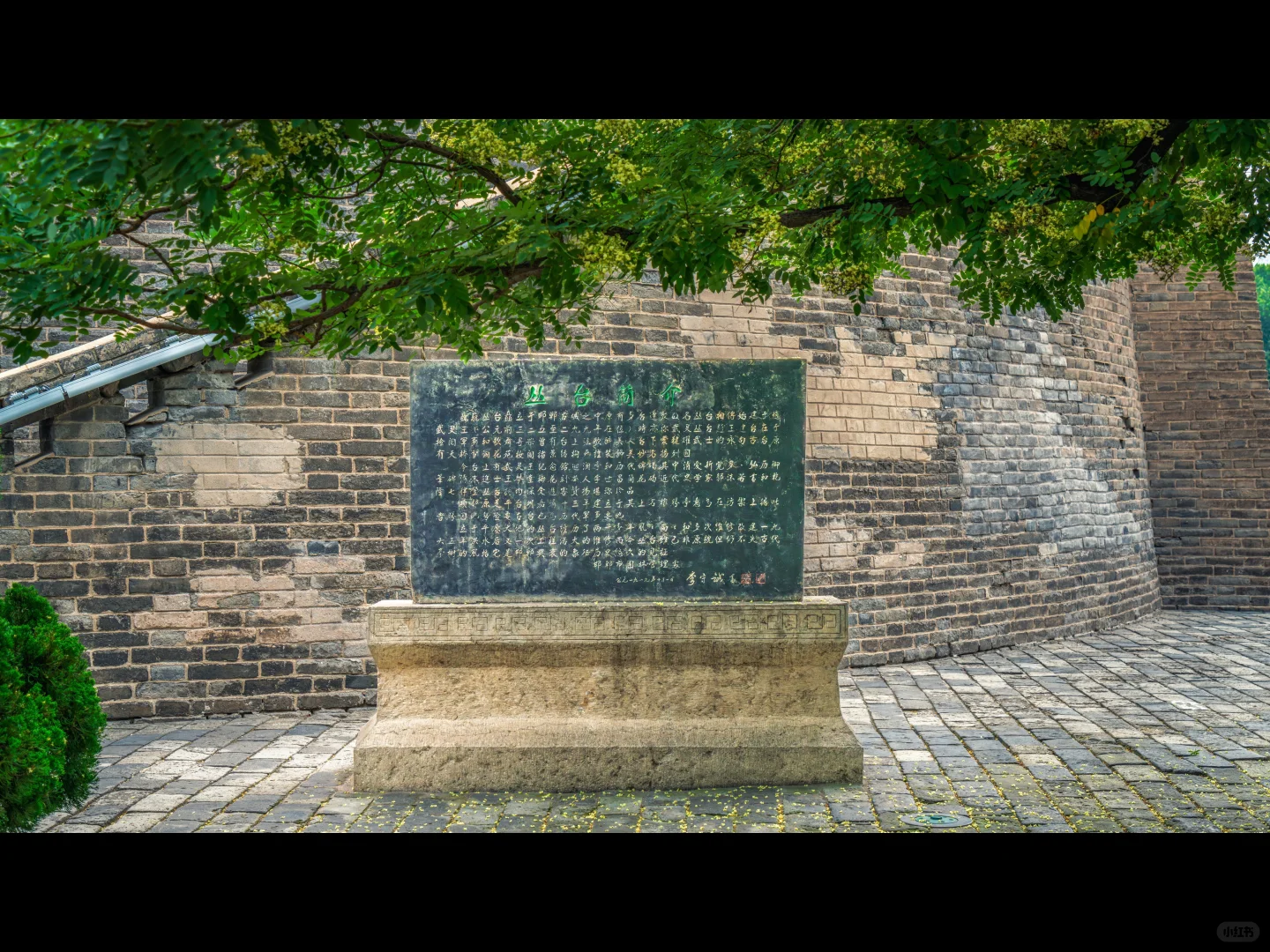 500岁的槐树一开花，邯郸丛台瞬间封神🌳