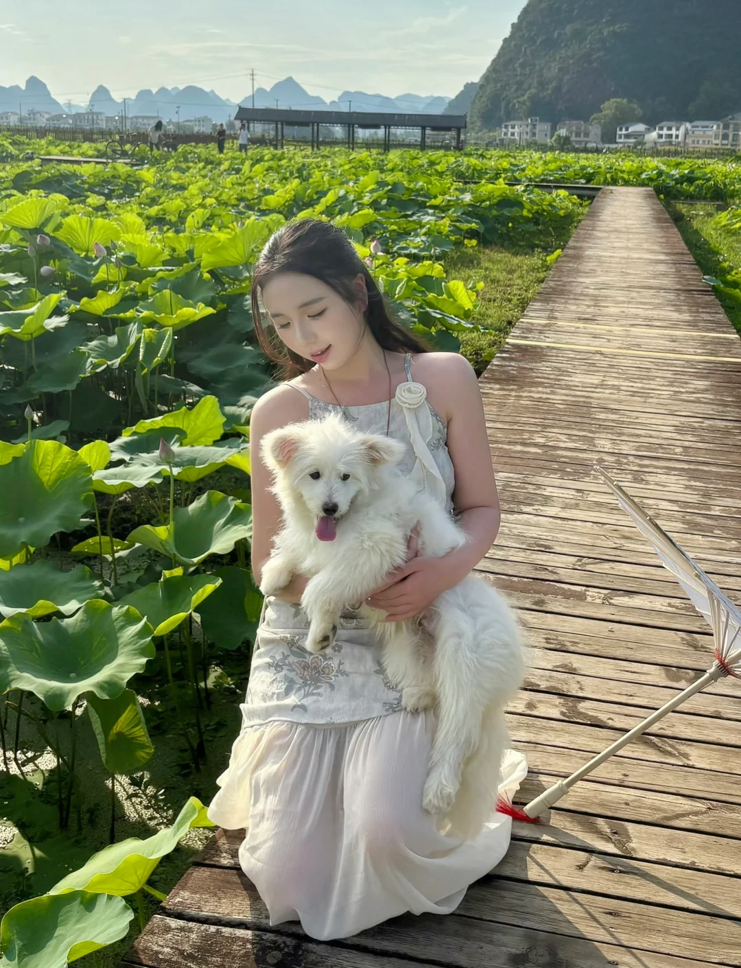 在柳州❗️带我的狗狗去百朋看荷花🪷