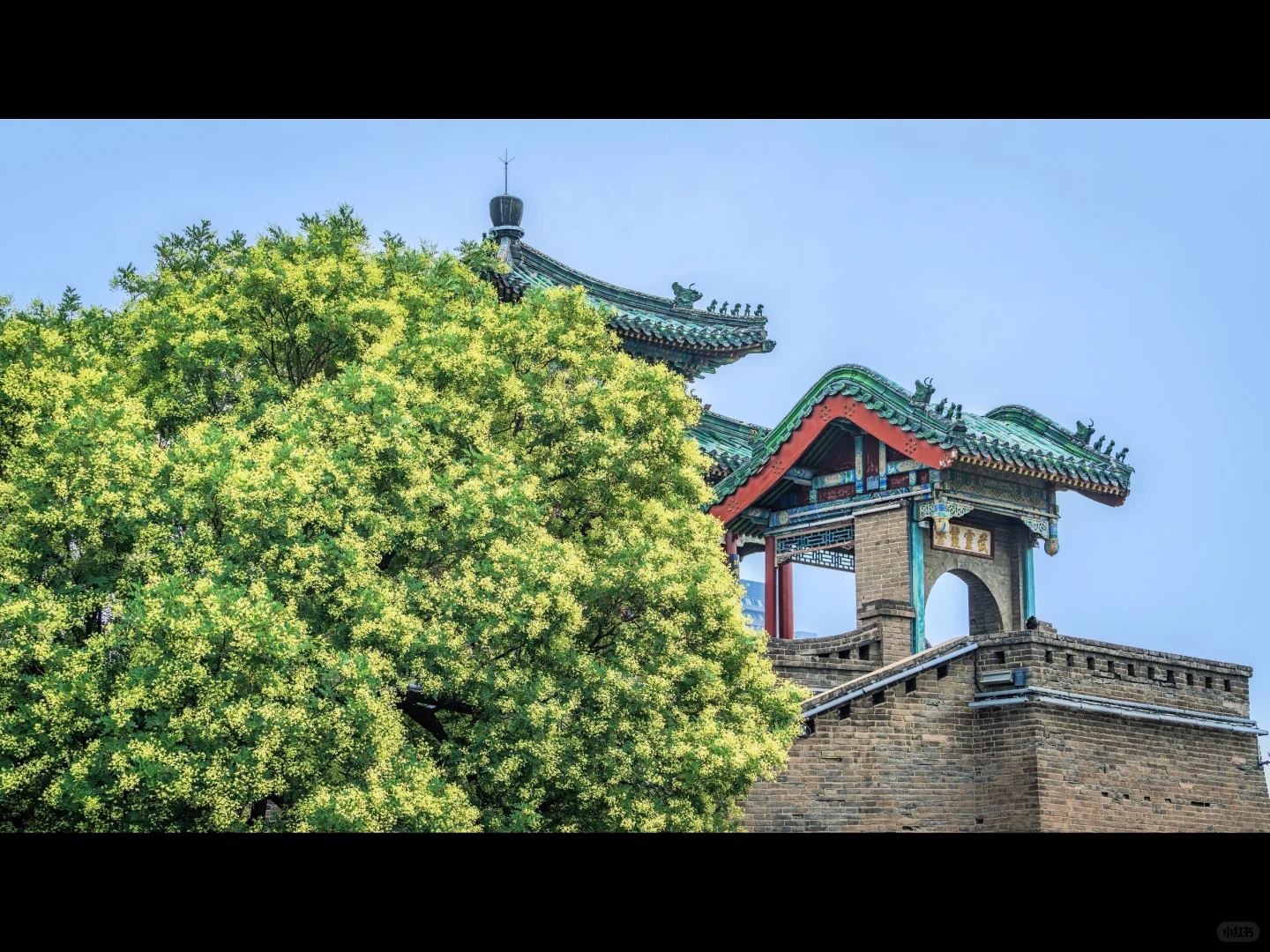500岁的槐树一开花，邯郸丛台瞬间封神🌳