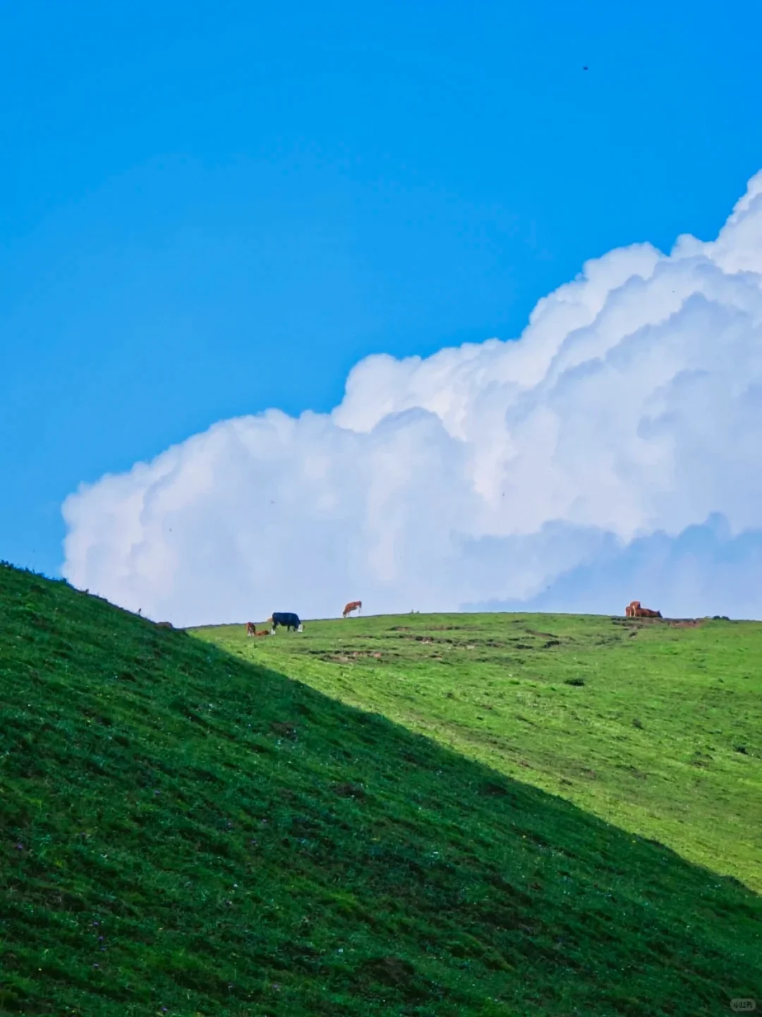 这里不是阿勒泰 是河北蔚县