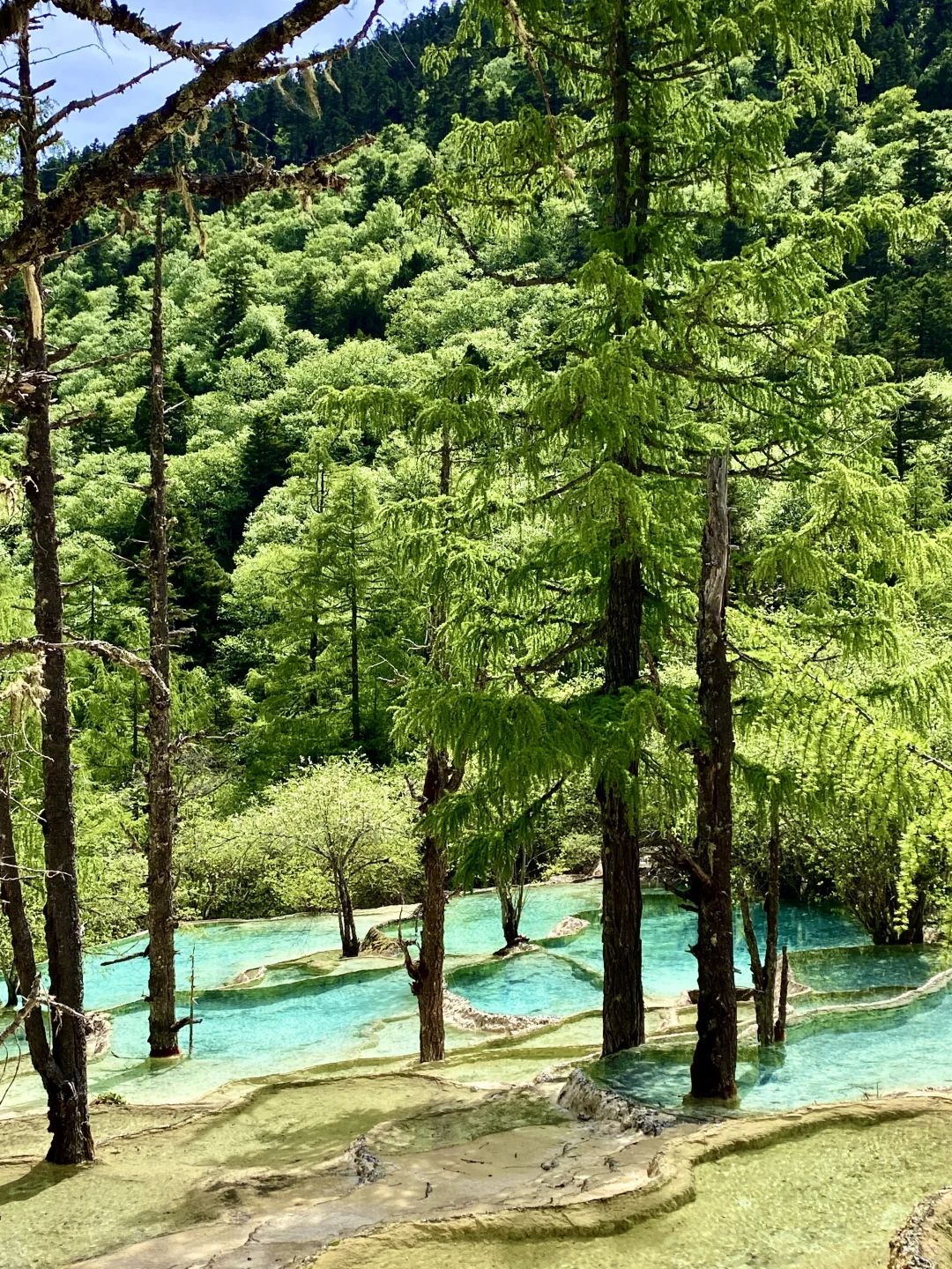 黄龙争艳池&五彩池💙💚