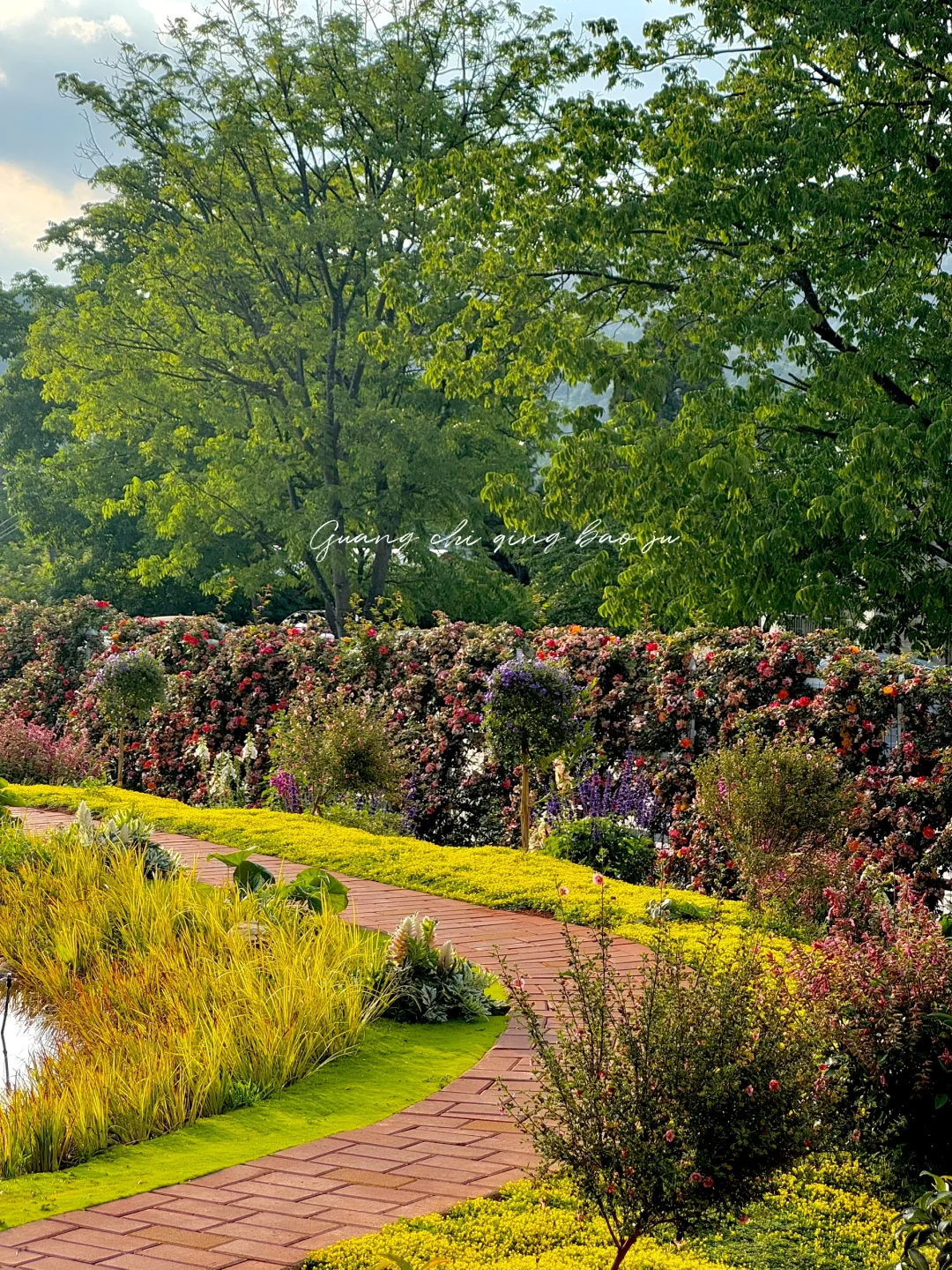 昆明花海🪻这片爱丽丝仙境太美啦！
