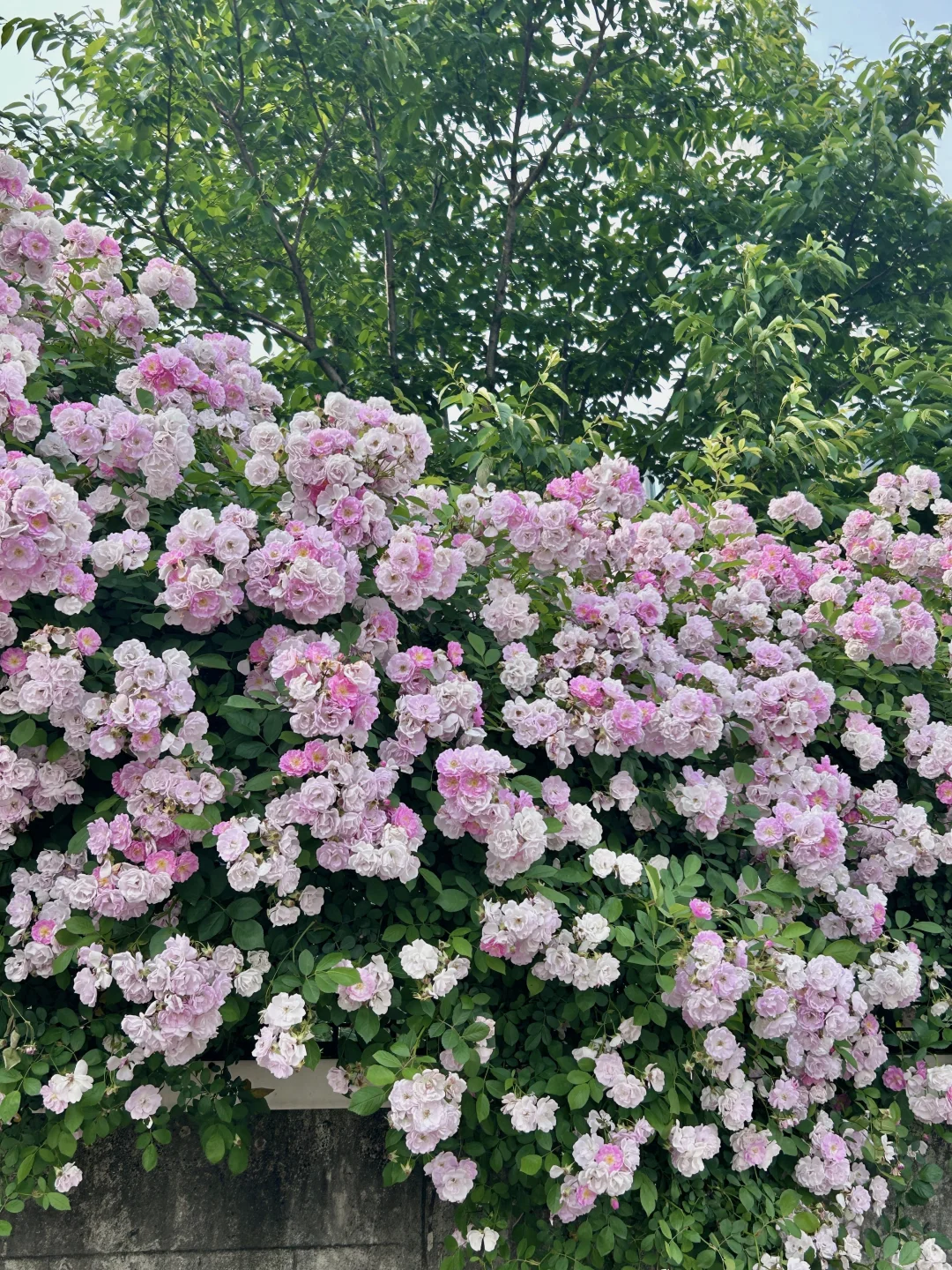 上海最好的地方都是免费的。。。。。