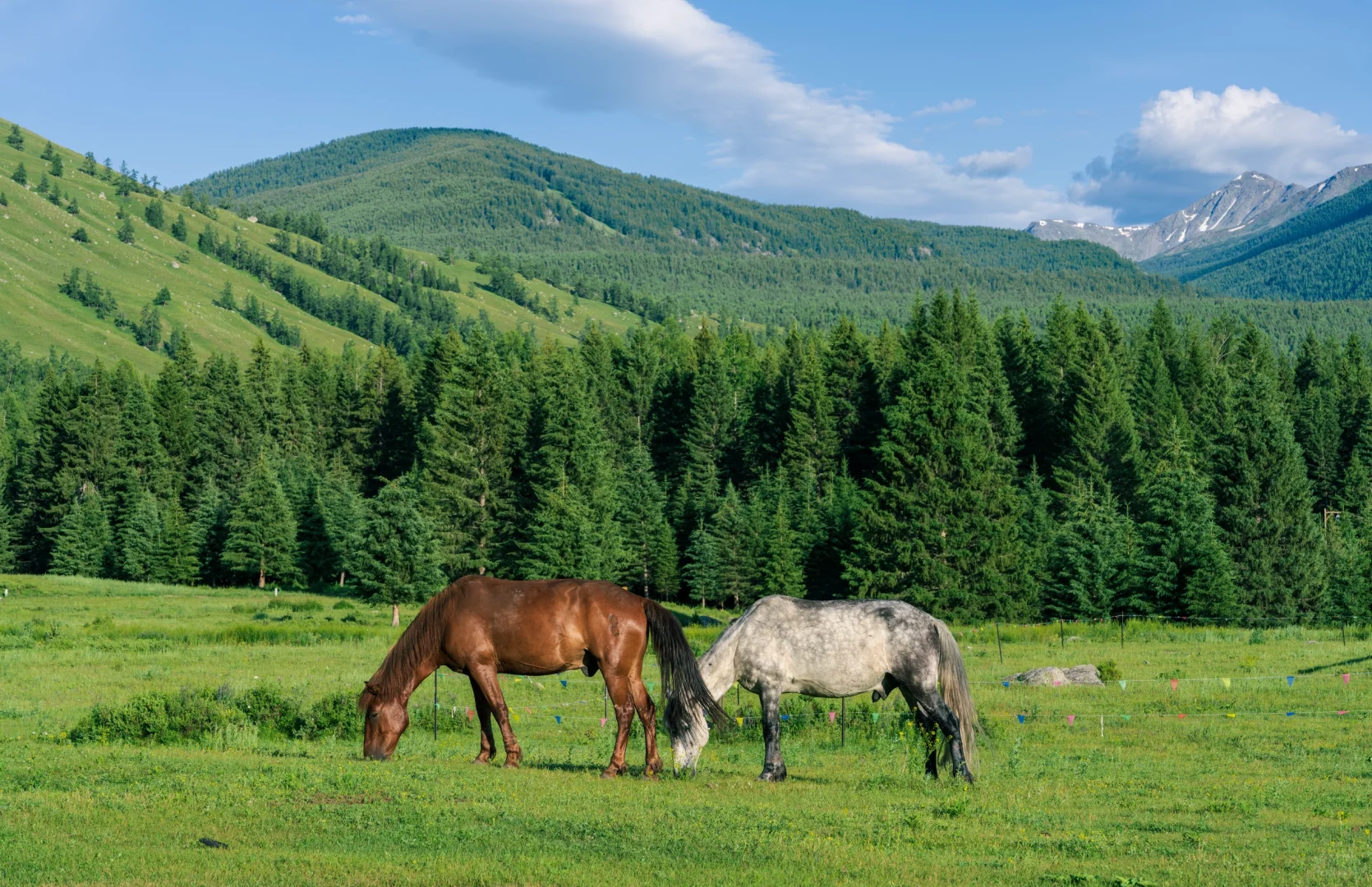 阿勒泰禾木｜大自然遗落人间的油墨画🎨