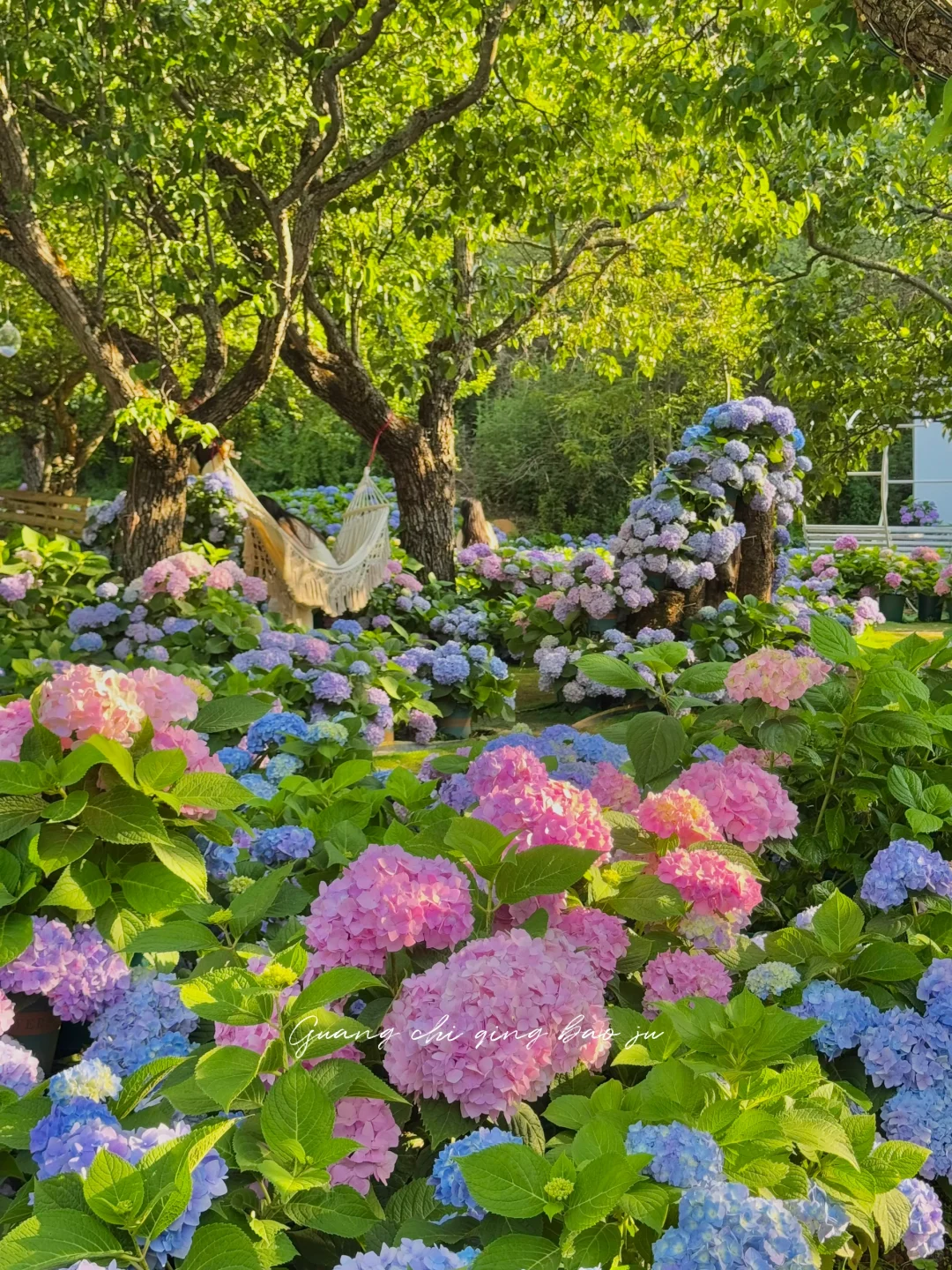 昆明花海🪻这片爱丽丝仙境太美啦！
