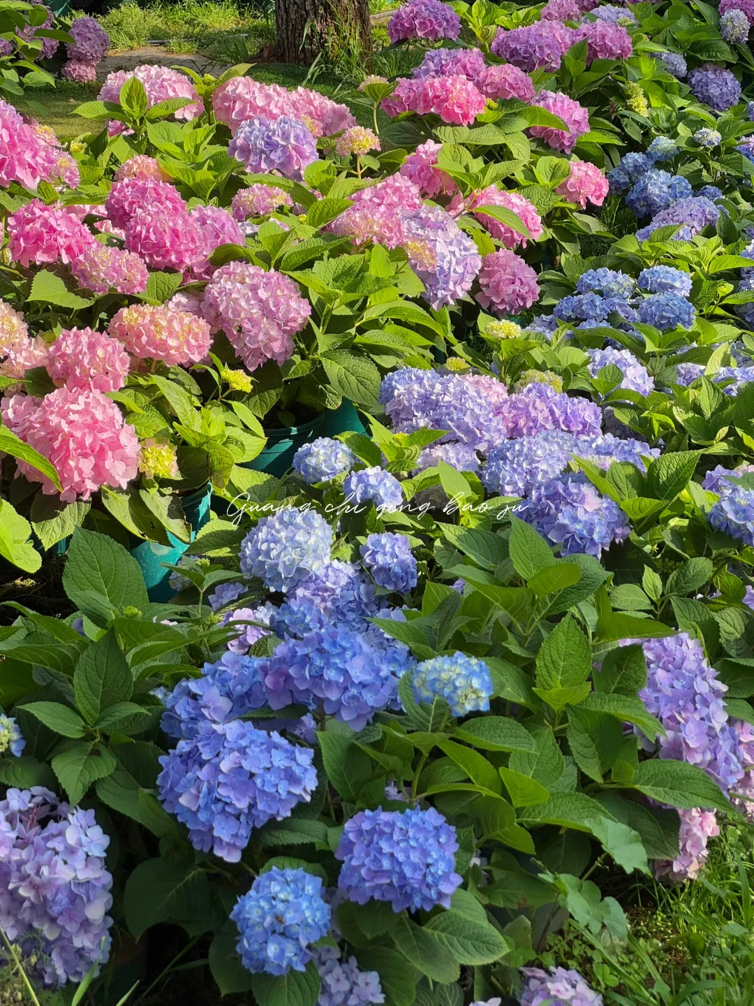 昆明花海🪻这片爱丽丝仙境太美啦！